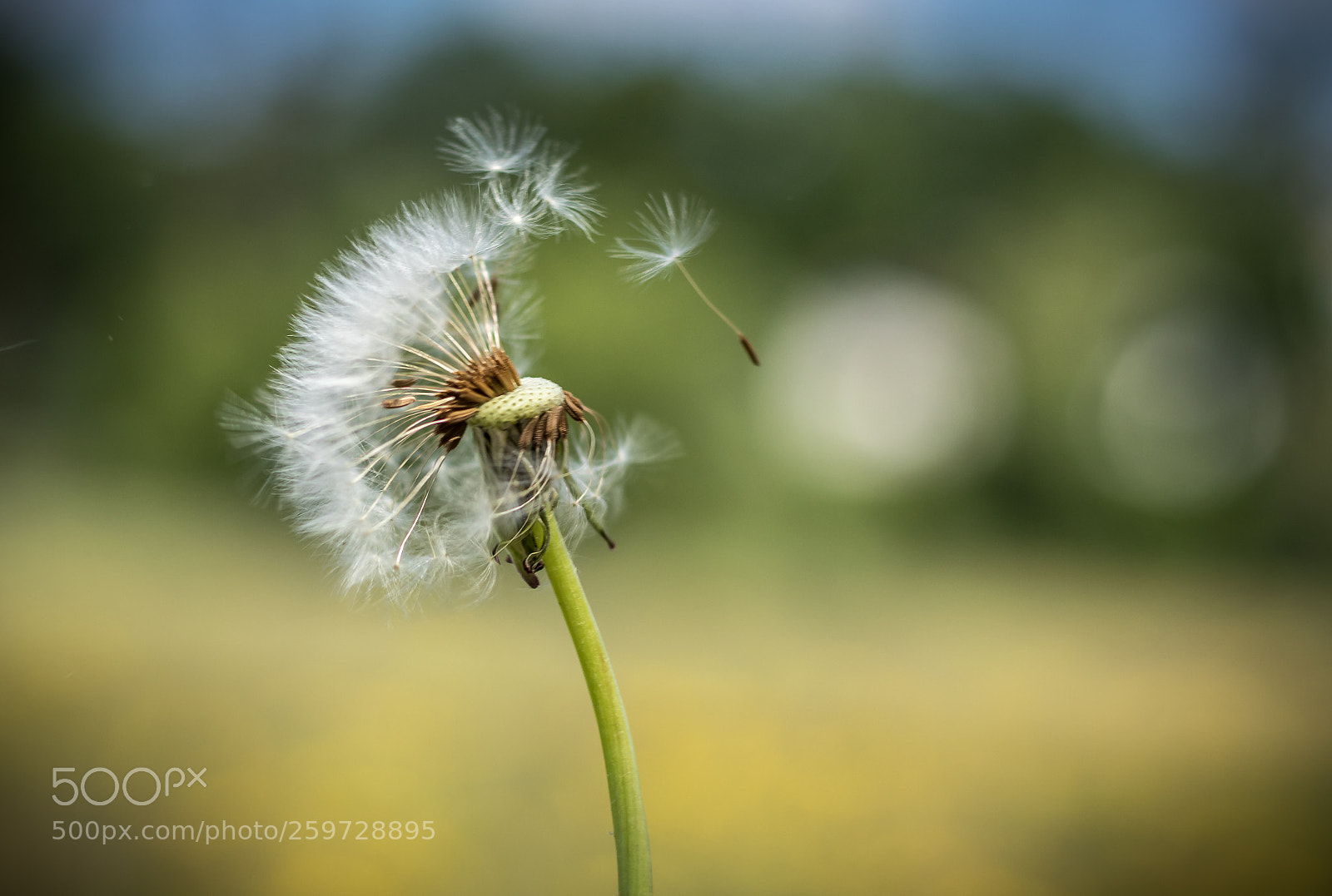 Canon EOS 80D sample photo. Pusteblume dandelion photography
