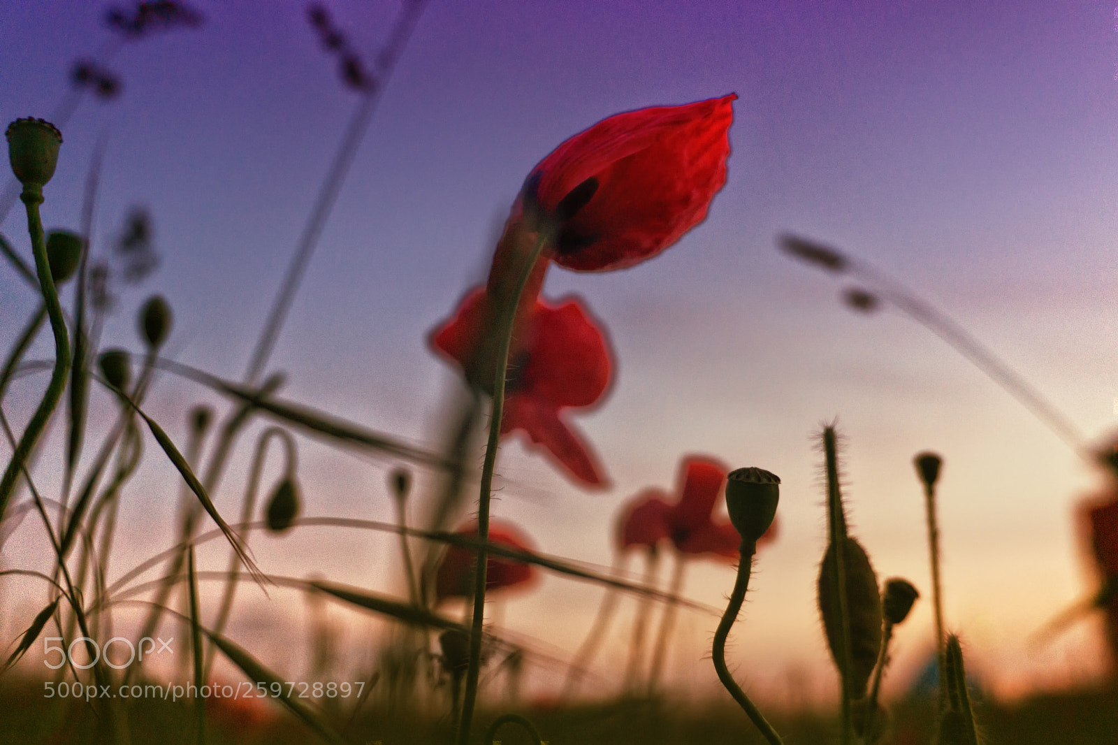 Sony a6000 sample photo. Mohn poppy aquarell photography