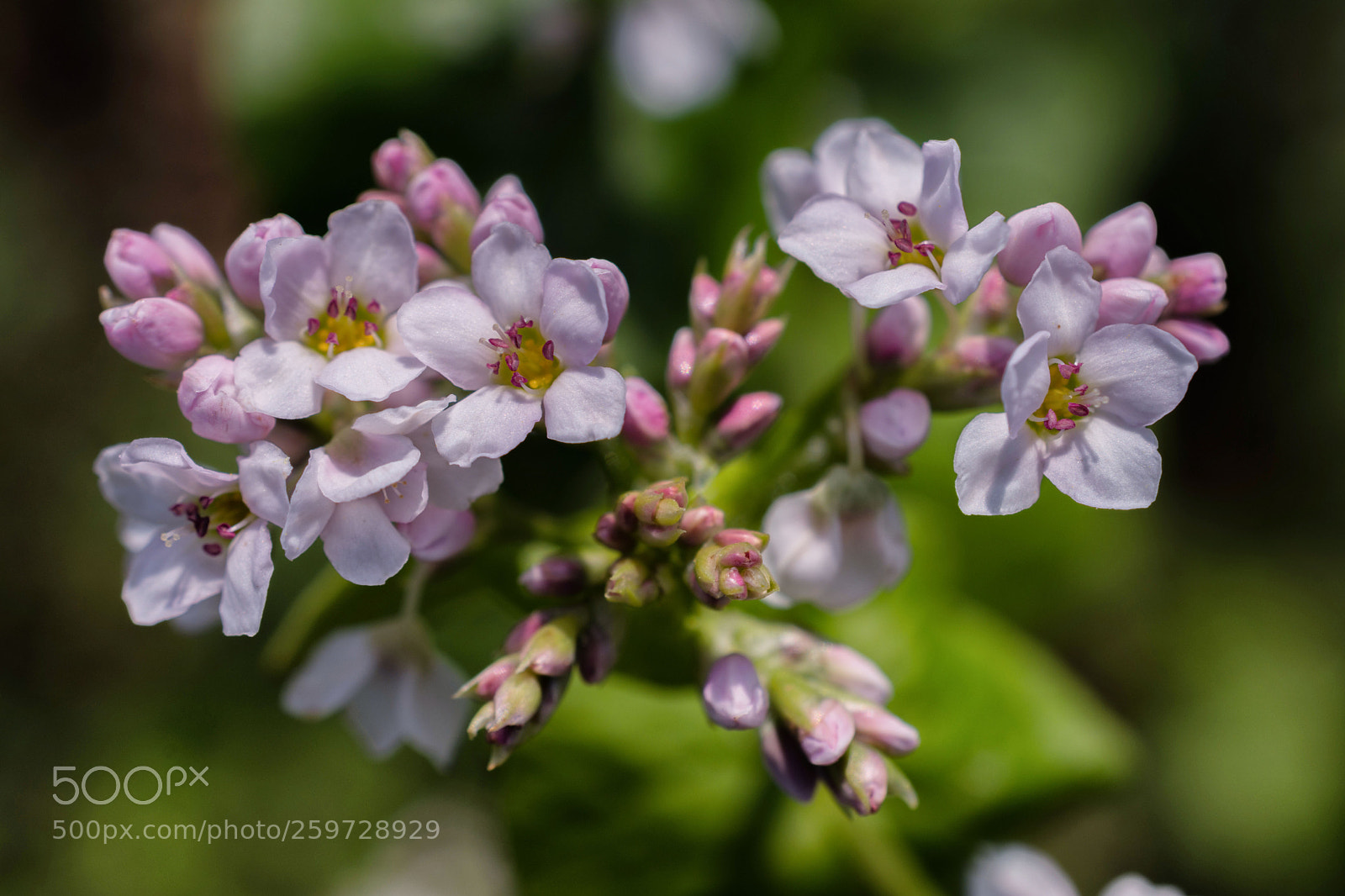 Nikon D7200 sample photo. Unknown beauty photography