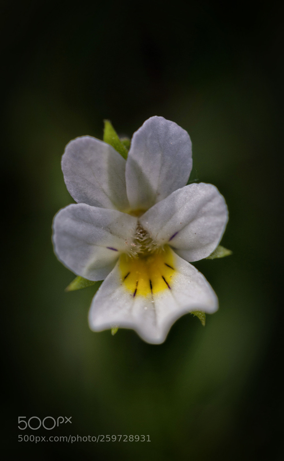 Nikon D7200 sample photo. Ackerveilchen photography