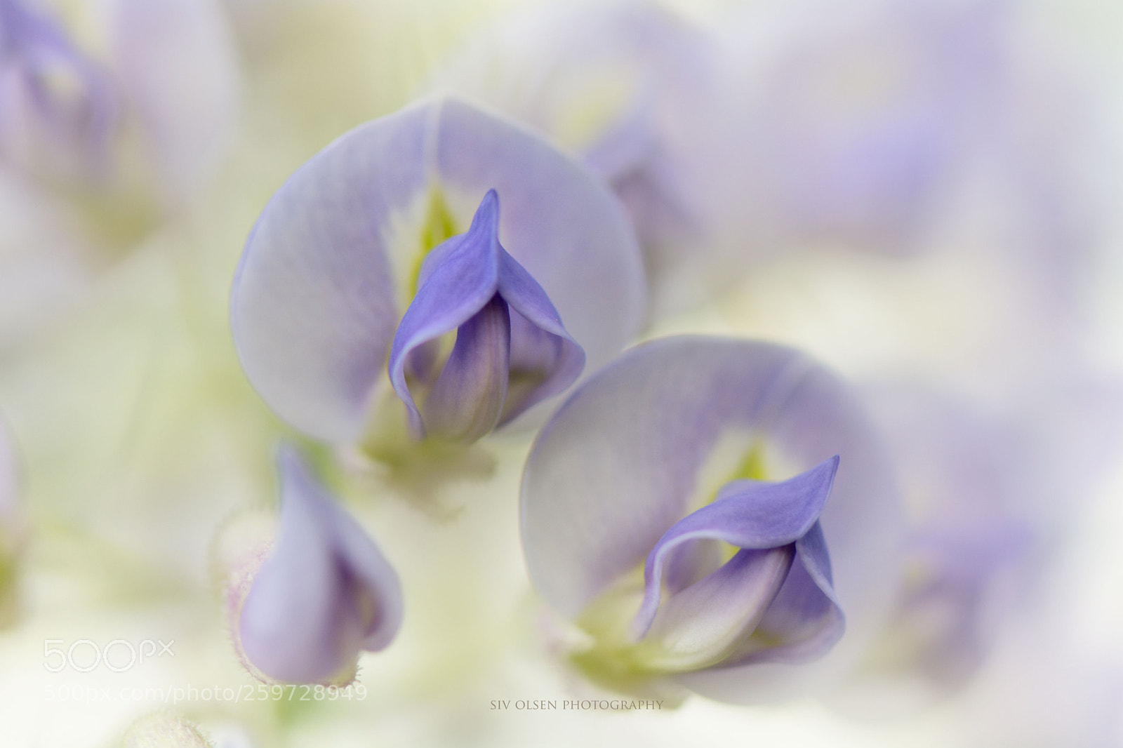 Nikon D7100 sample photo. ~ blue ~ photography