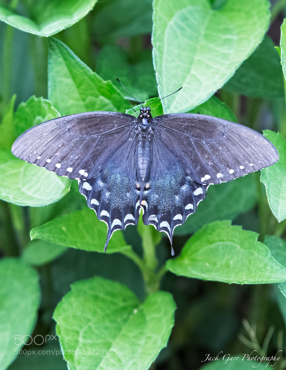 Canon EOS-1D X Mark II sample photo. Spicebush butterfly photography