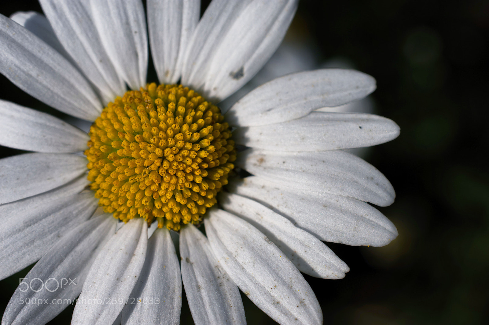 Nikon D7200 sample photo. Margerite photography