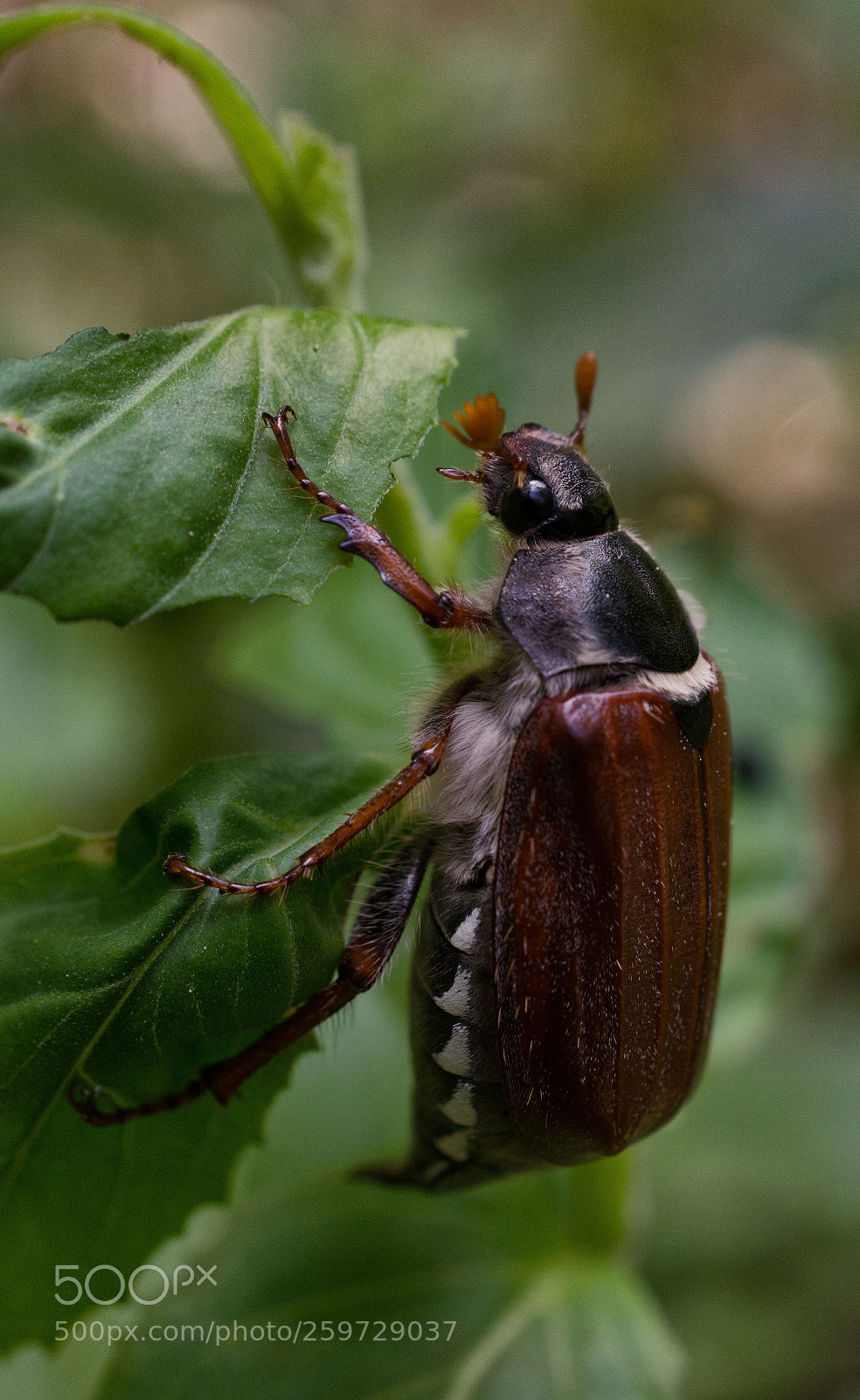 Nikon D7200 sample photo. Maikäfer photography