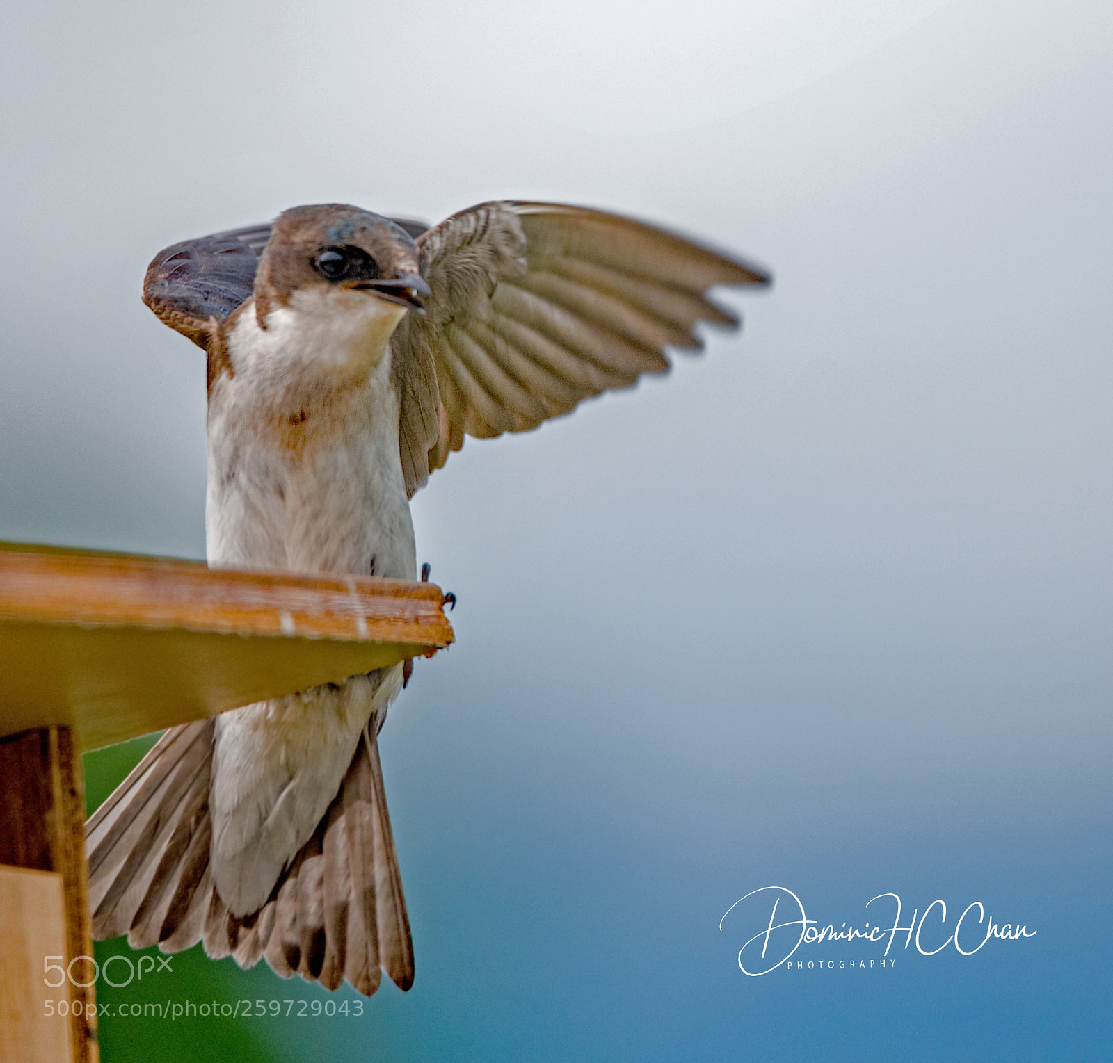 Nikon D750 sample photo. Tree swallow photography