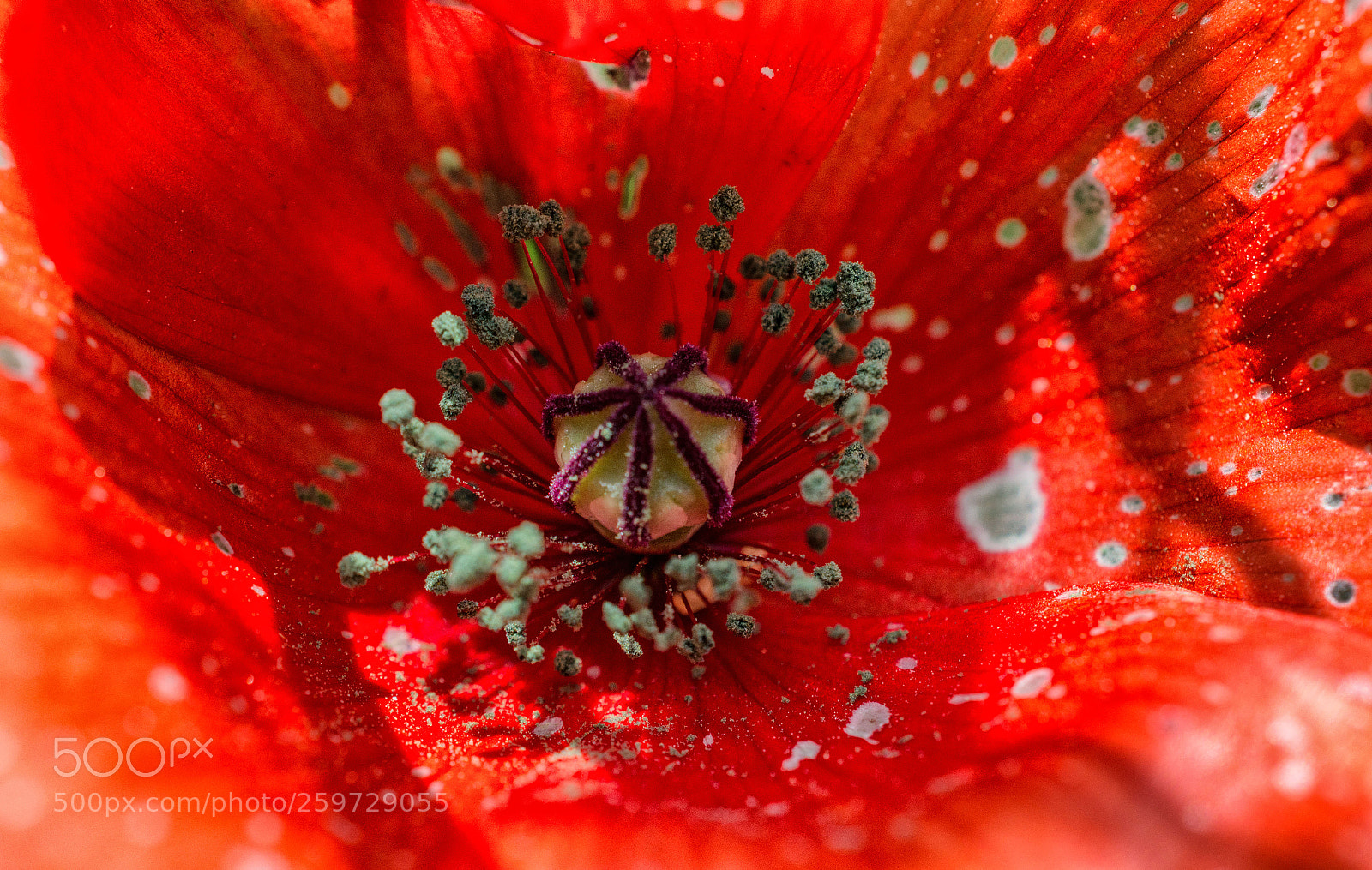 Nikon D7200 sample photo. Mohn photography