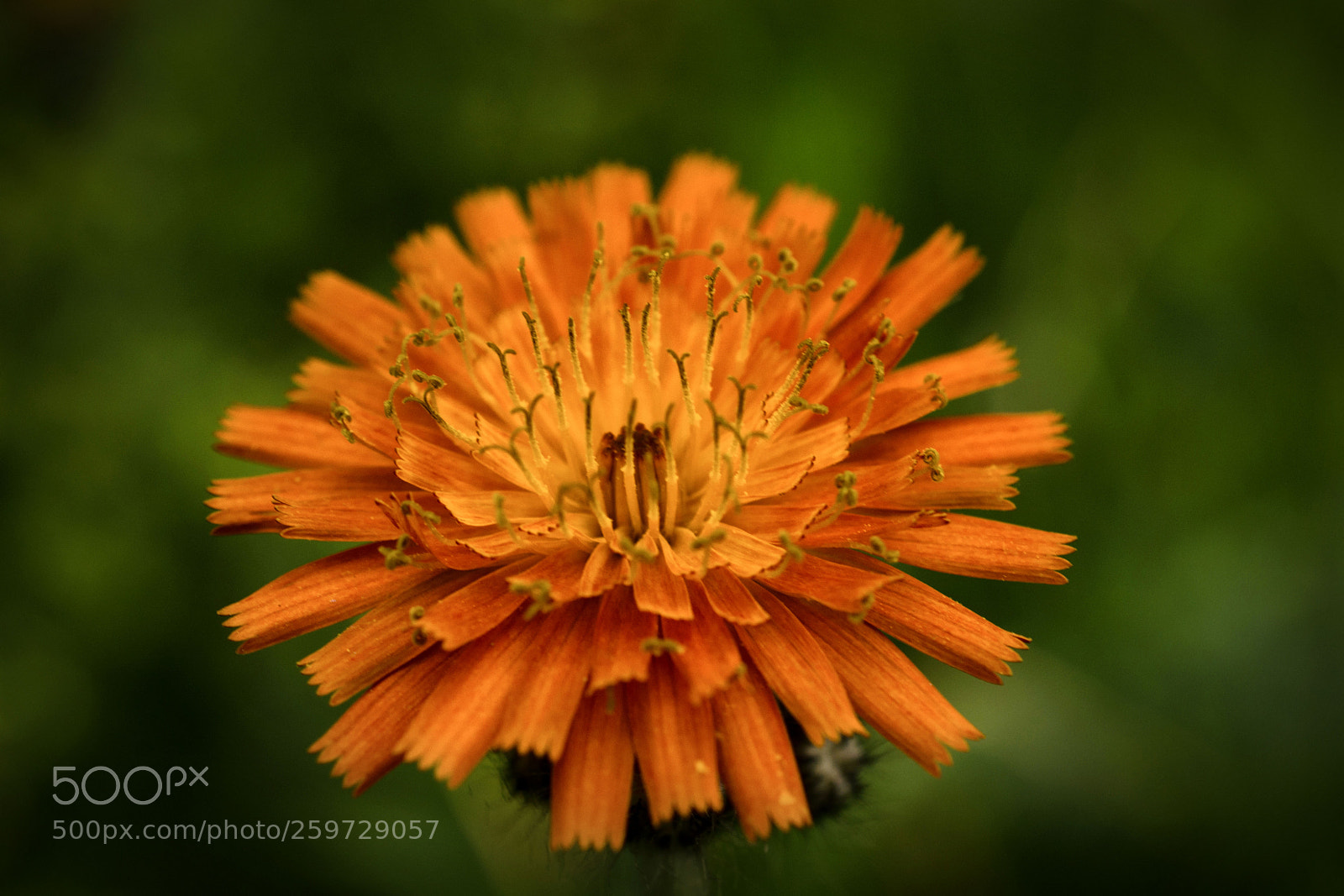 Nikon D7200 sample photo. Orangerotes habichtskraut photography