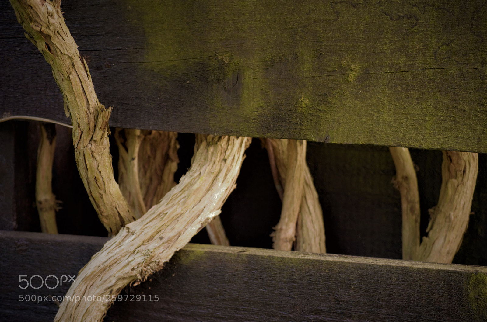 Nikon D5100 sample photo. In and out photography