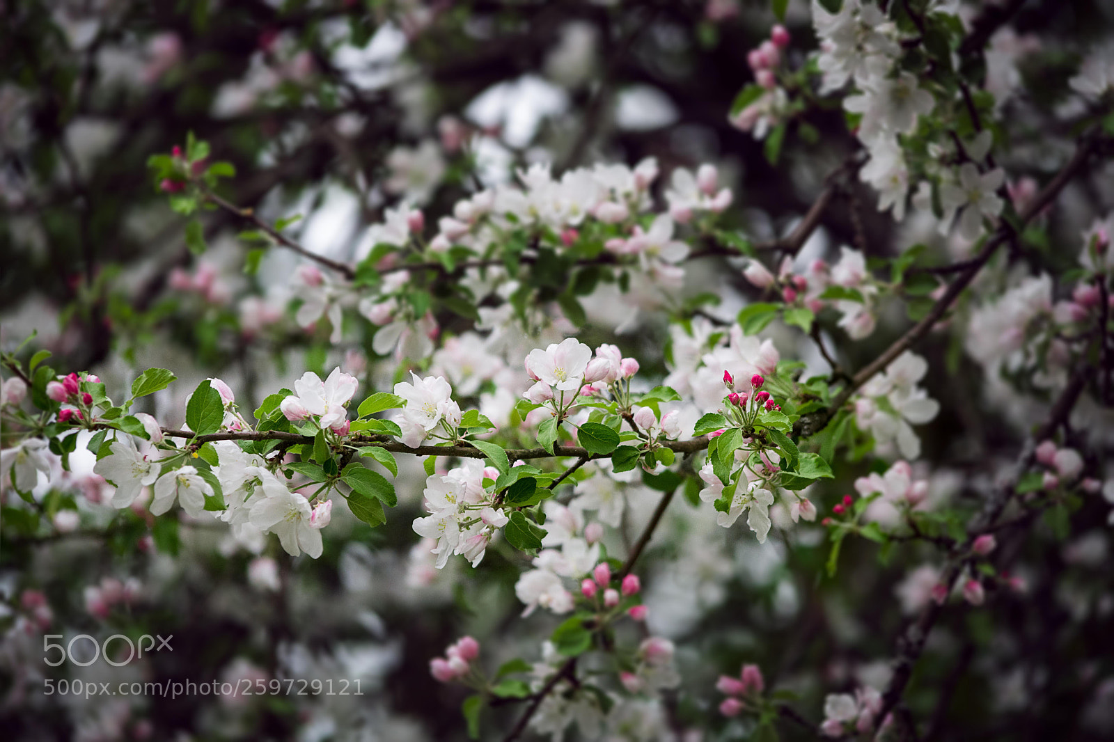 Nikon D7200 sample photo. Apple flower photography