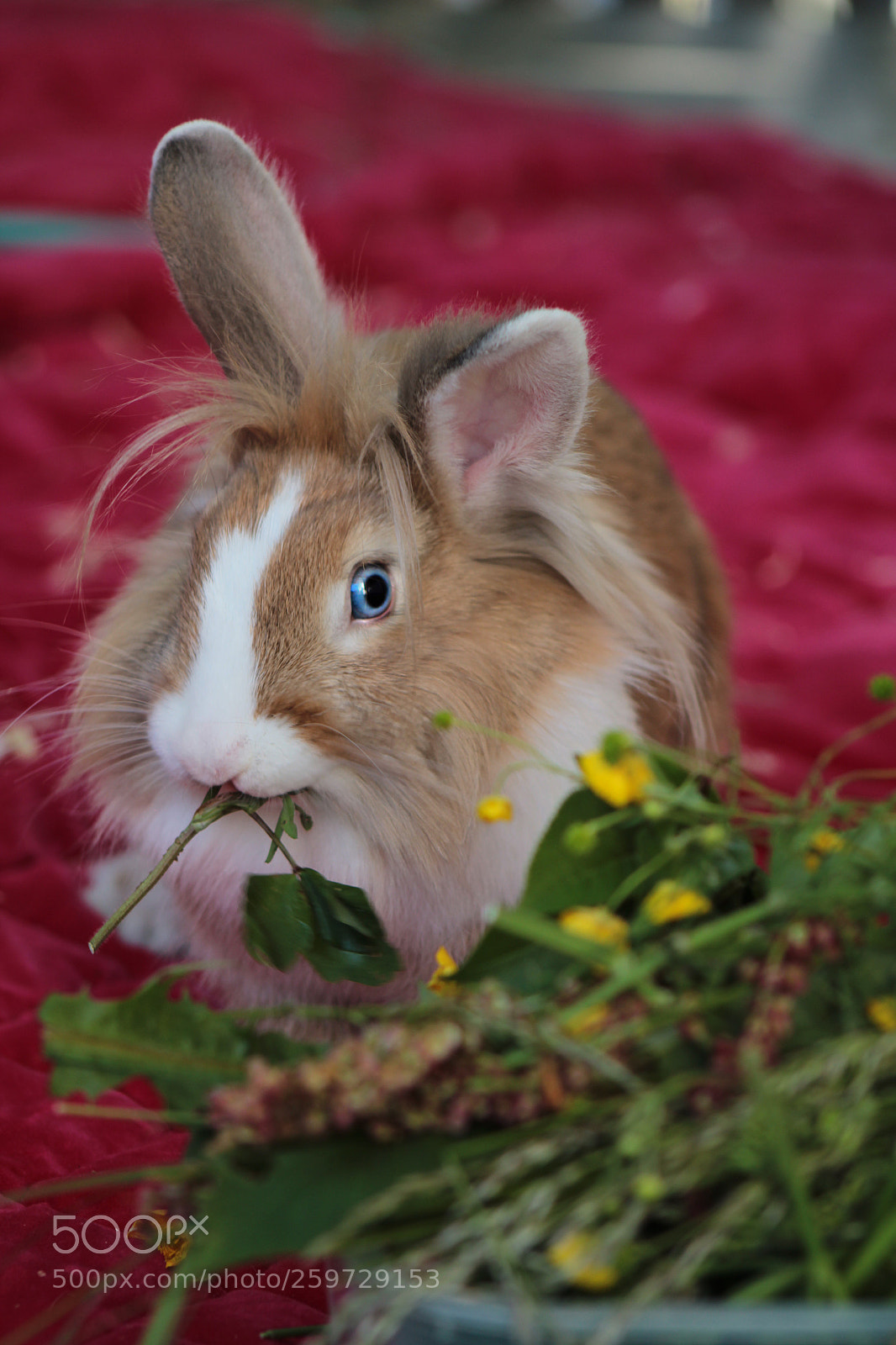 Canon EOS 1200D (EOS Rebel T5 / EOS Kiss X70 / EOS Hi) sample photo. Peace of fluff photography