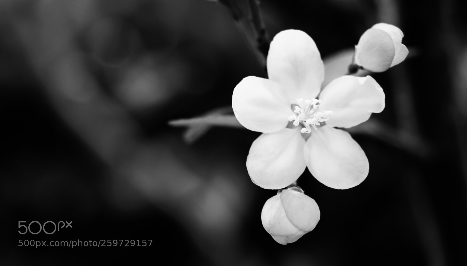 Canon EOS 70D sample photo. ... photography