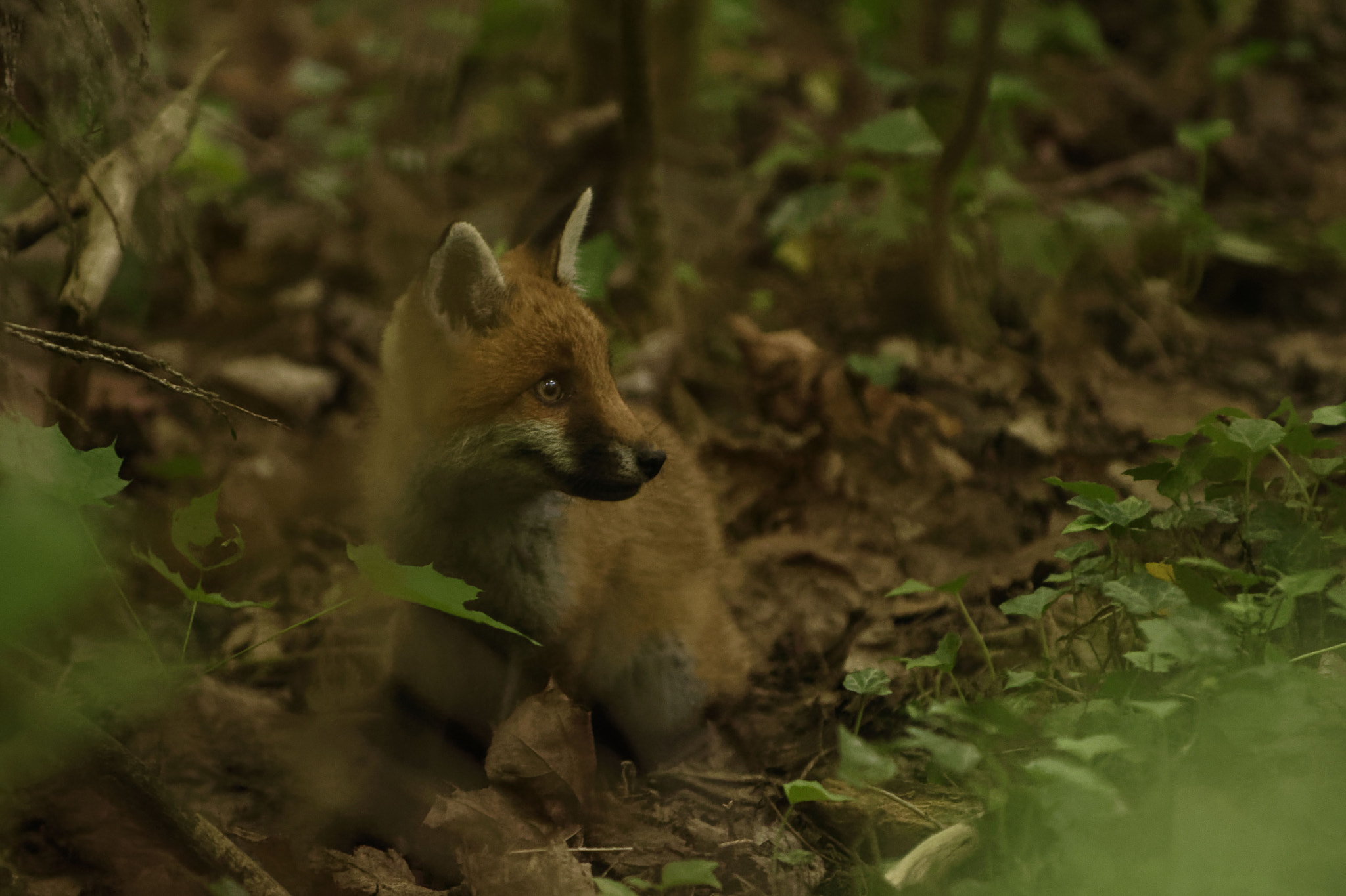 Nikon D7200 sample photo. Regard - look - vulpes vulpes photography