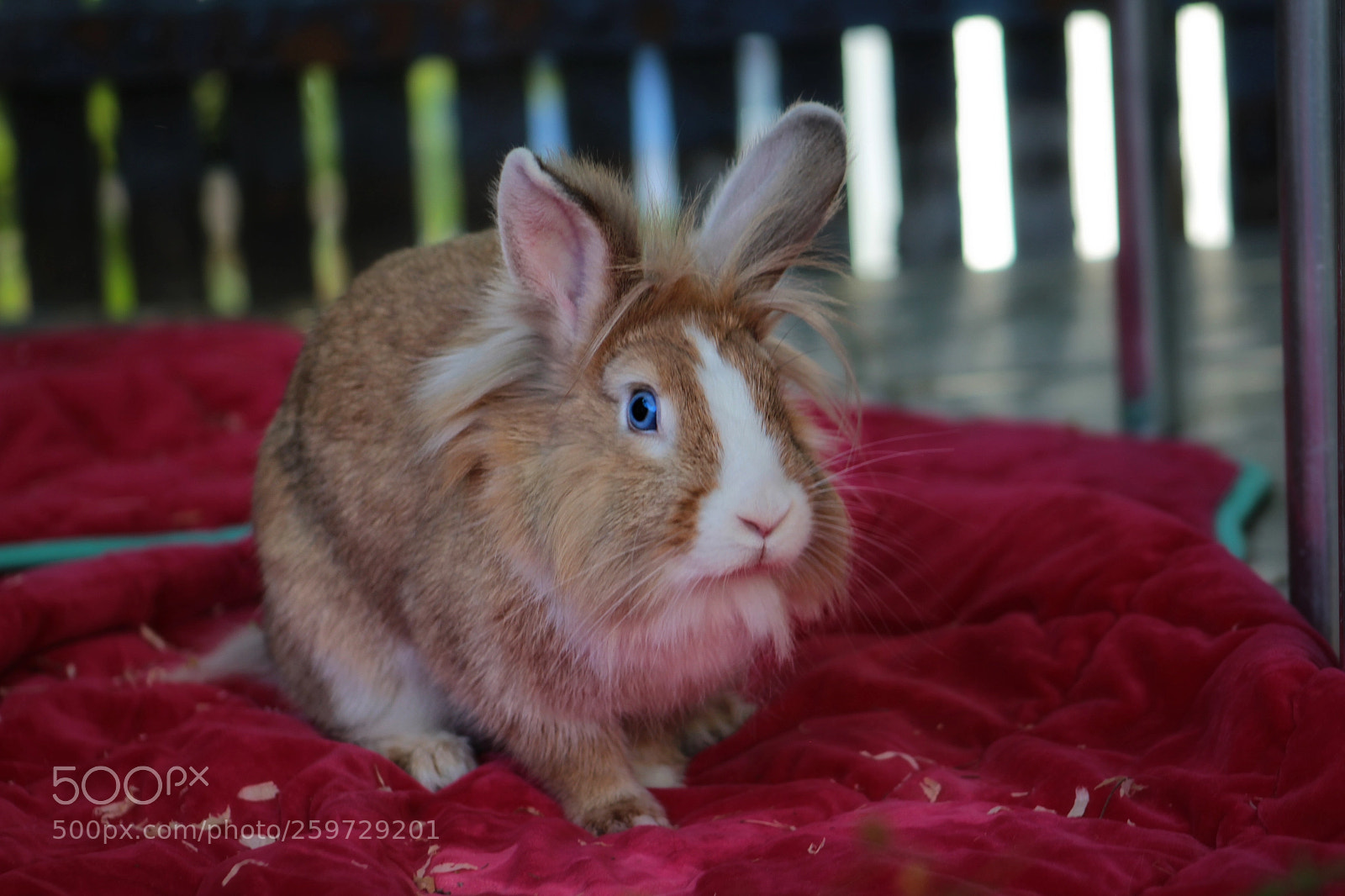 Canon EOS 1200D (EOS Rebel T5 / EOS Kiss X70 / EOS Hi) sample photo. Peace of fluff photography