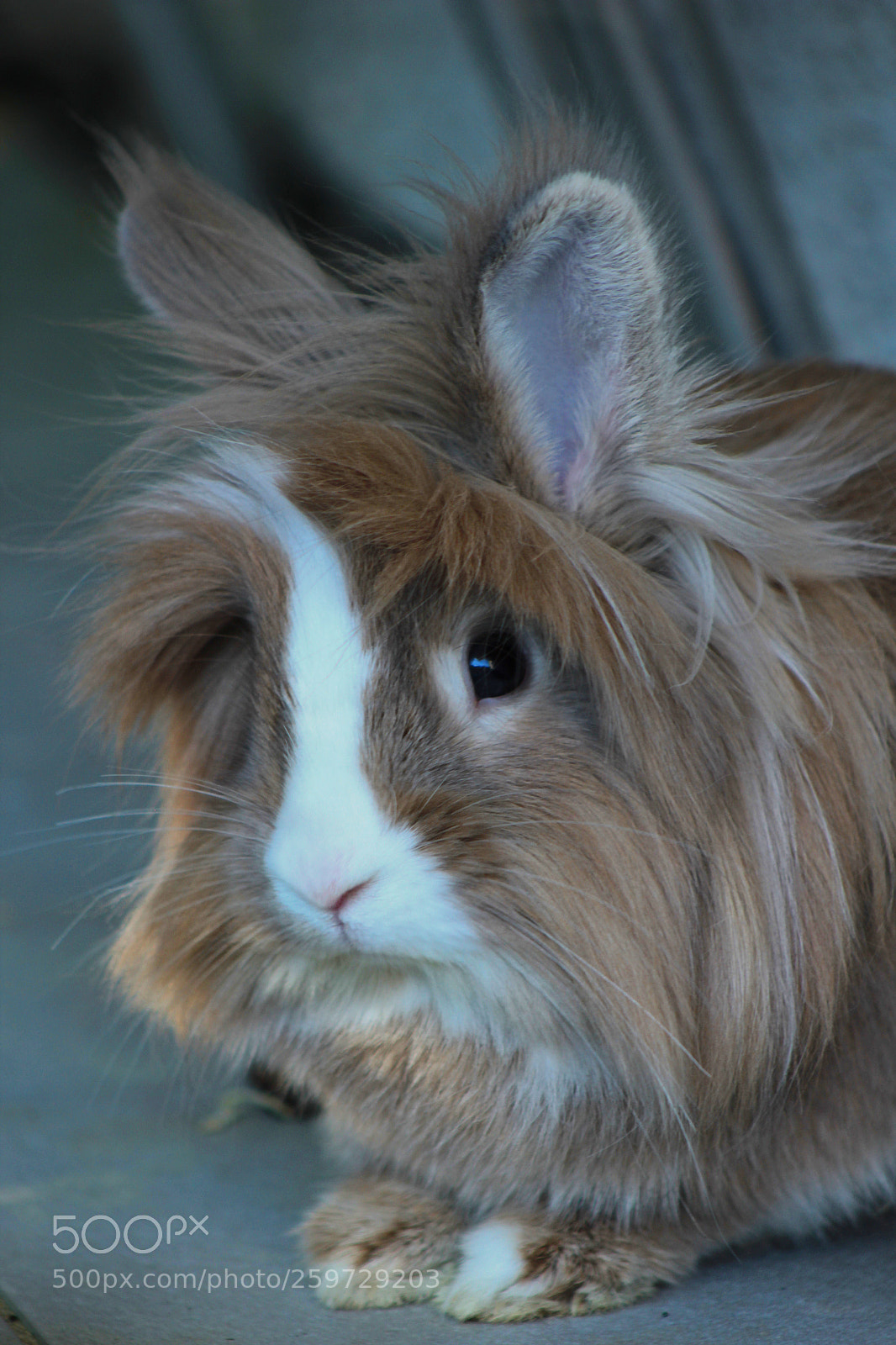 Canon EOS 1200D (EOS Rebel T5 / EOS Kiss X70 / EOS Hi) sample photo. Cookie photography