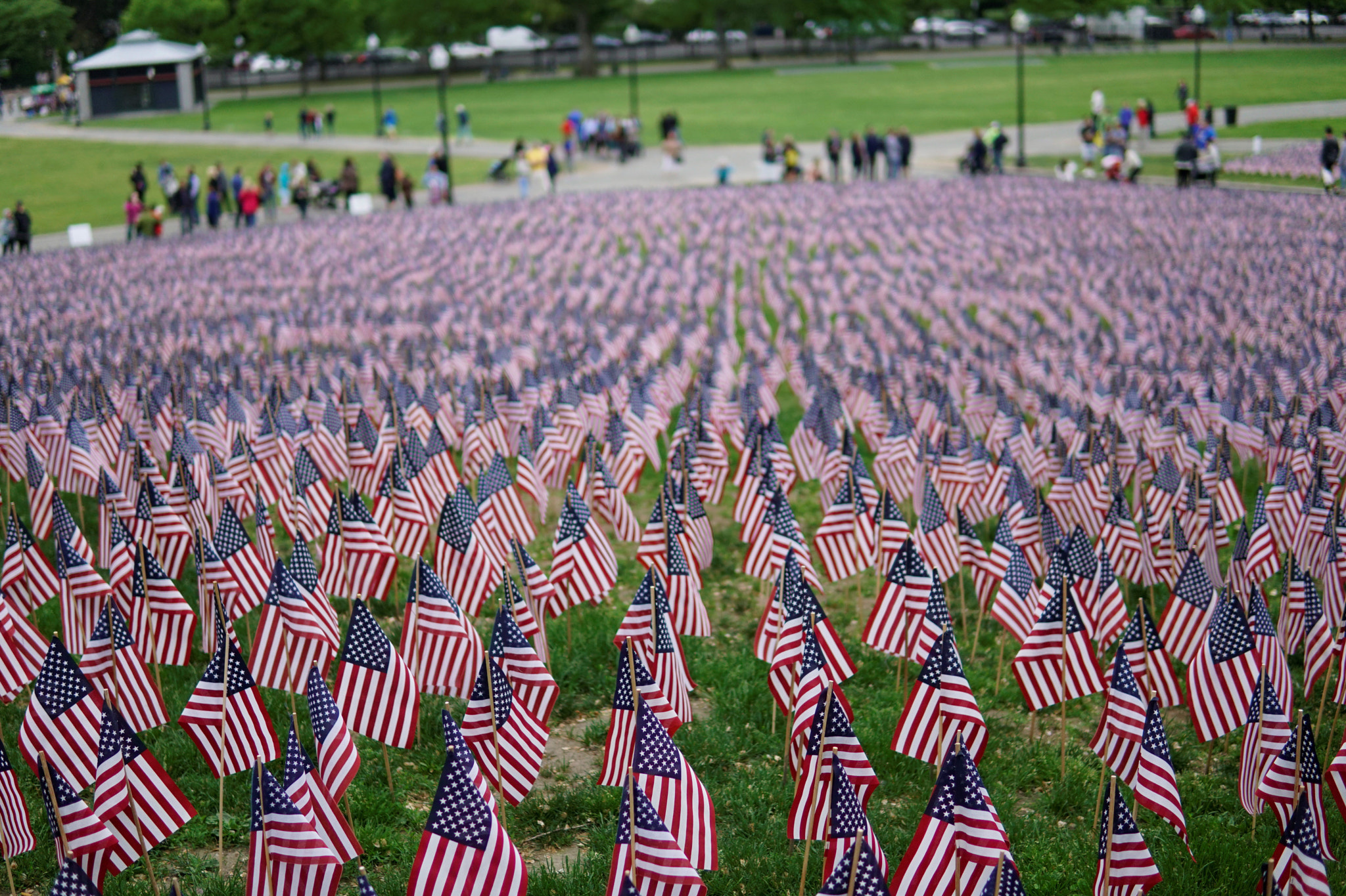 Sony a6500 + Sigma 30mm F1.4 DC DN | C sample photo. 37,000 flags on boston common. represent all from photography