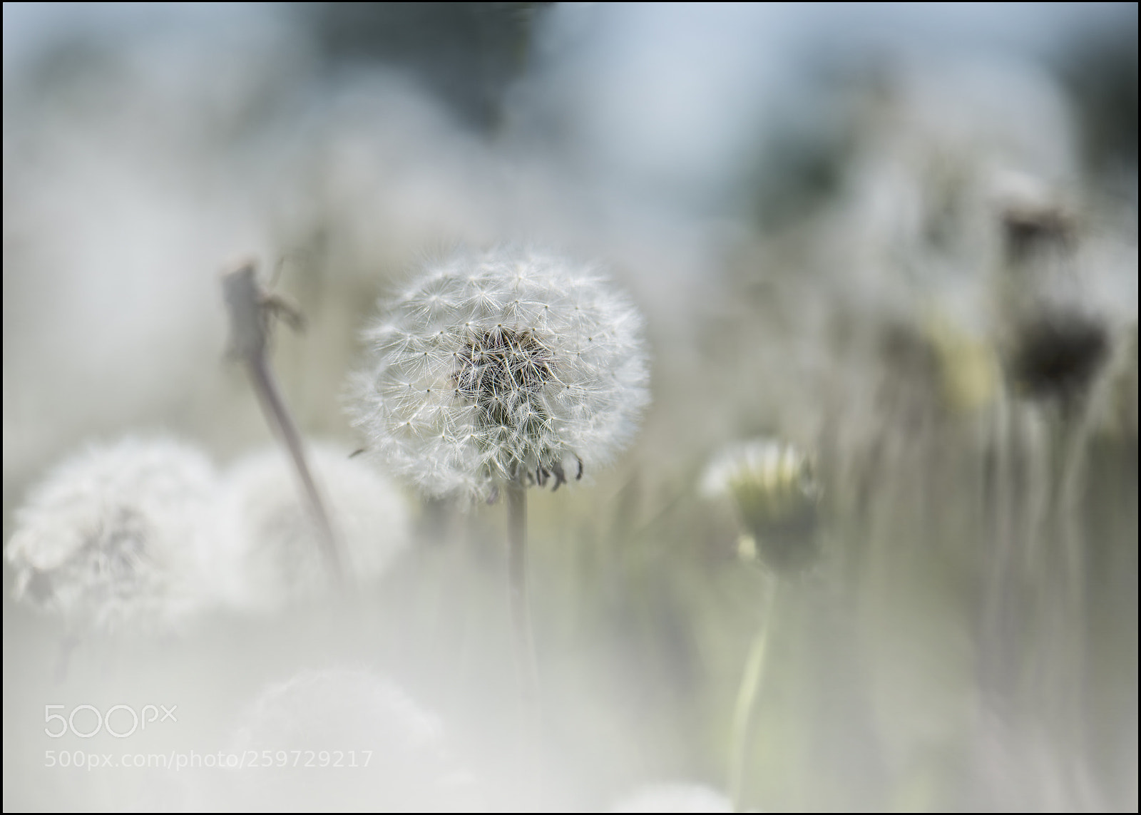 Nikon D810 sample photo. The uncommon dandelion photography