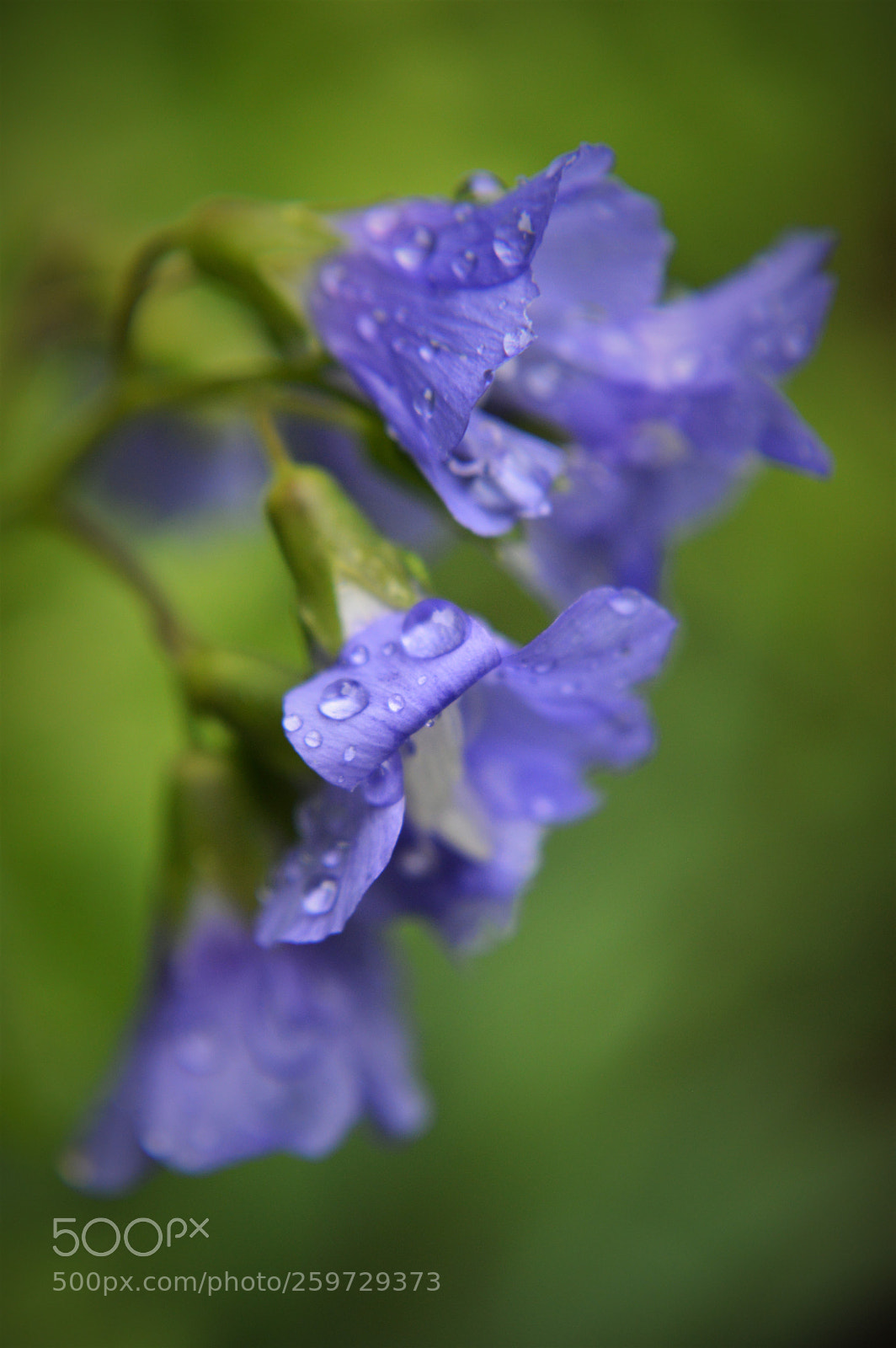 Nikon D3200 sample photo. Into the woods photography