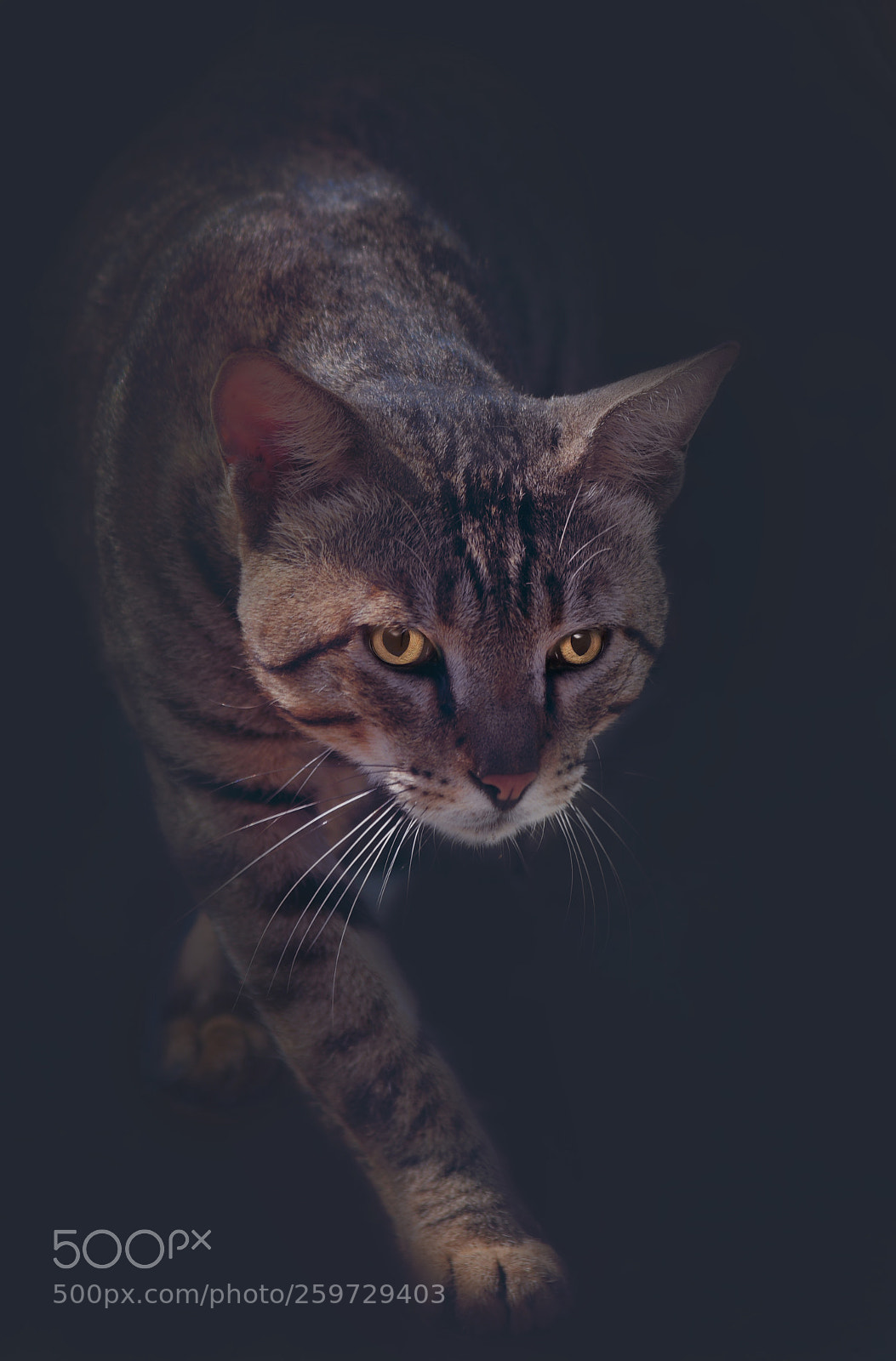 Nikon D850 sample photo. Untitled photography