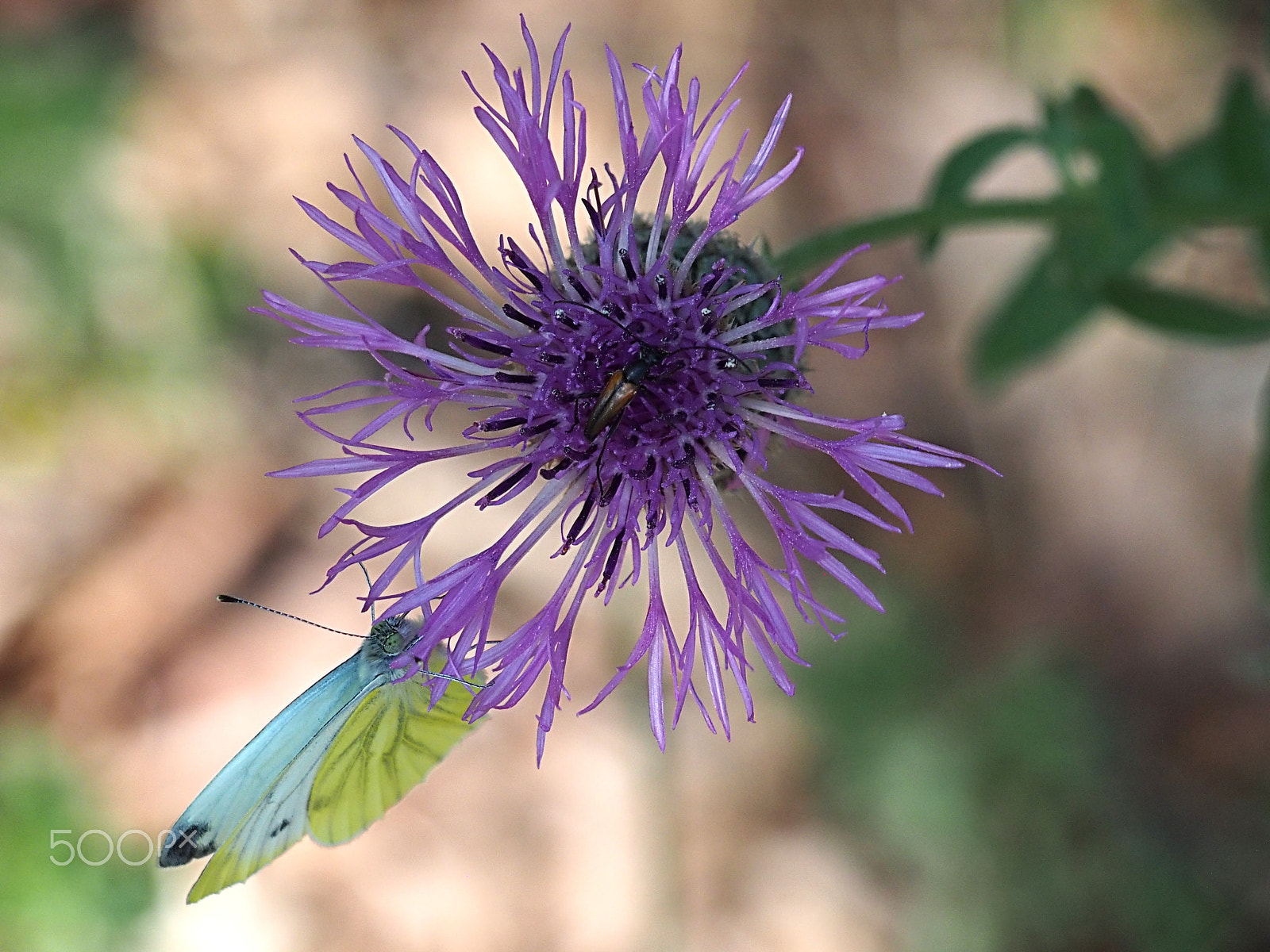 Olympus PEN E-PL6 sample photo. Butterfly on flower. photography
