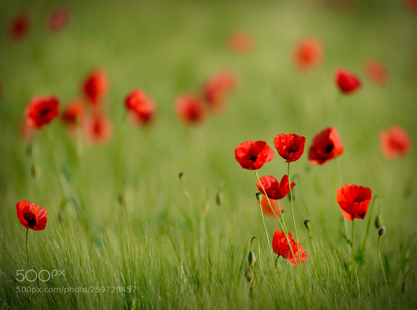 Nikon D600 sample photo. Poppy photography