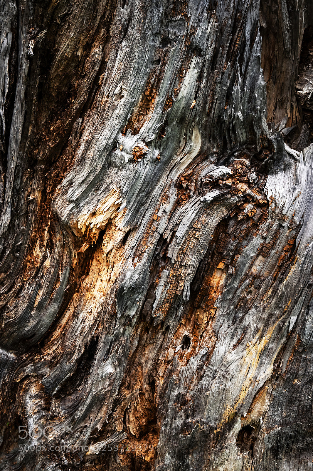 Nikon D5500 sample photo. Detail on rotten wood photography