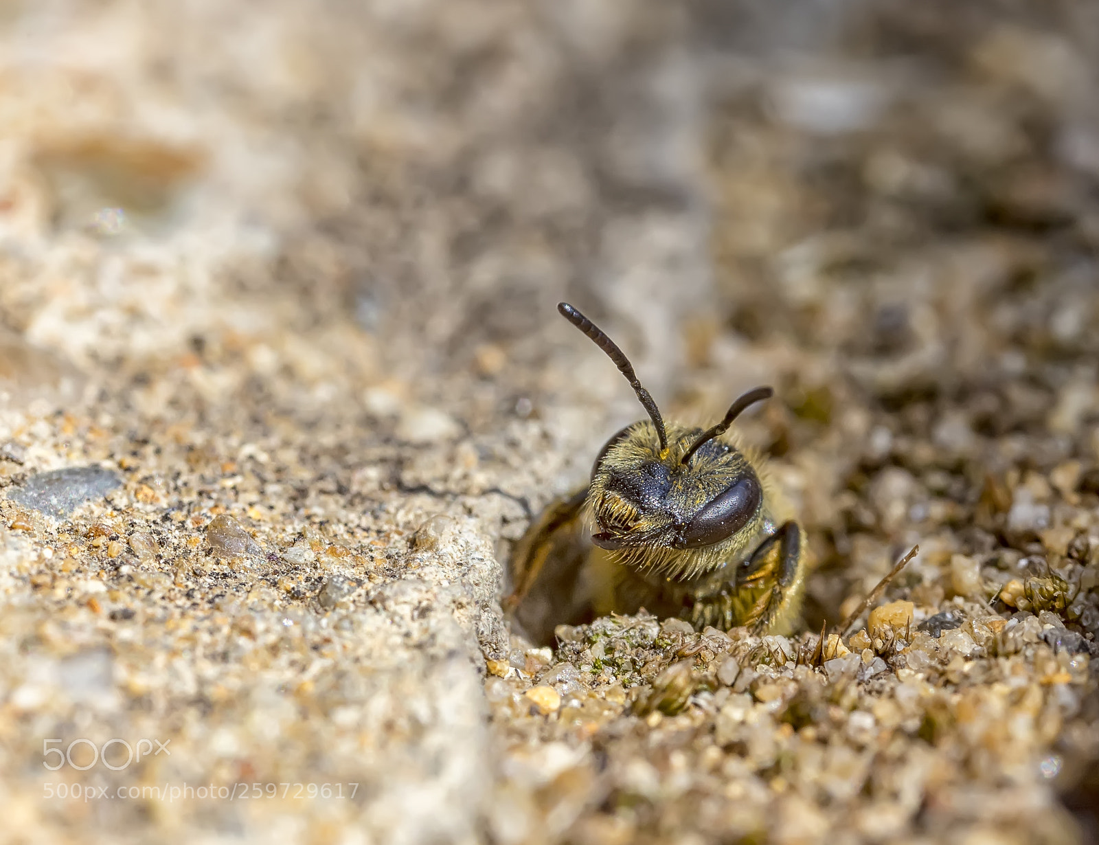Canon EOS 6D Mark II sample photo. Ground nesting bees photography