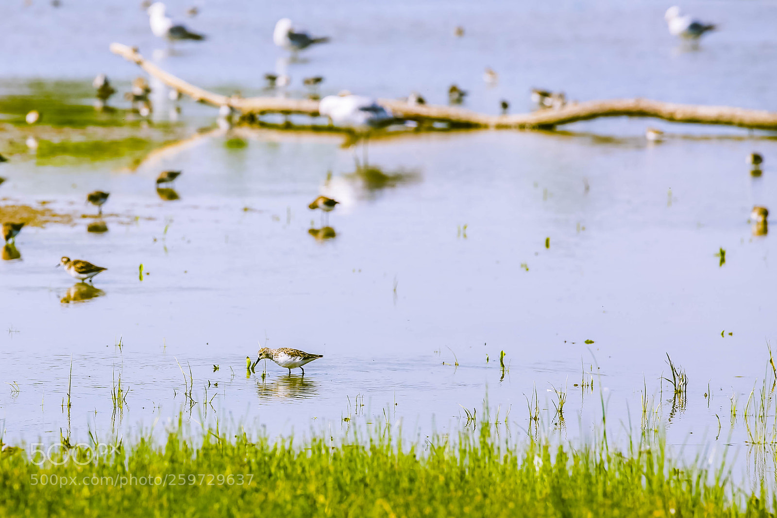 Canon EOS 6D sample photo. Western sandpipers in toronto photography