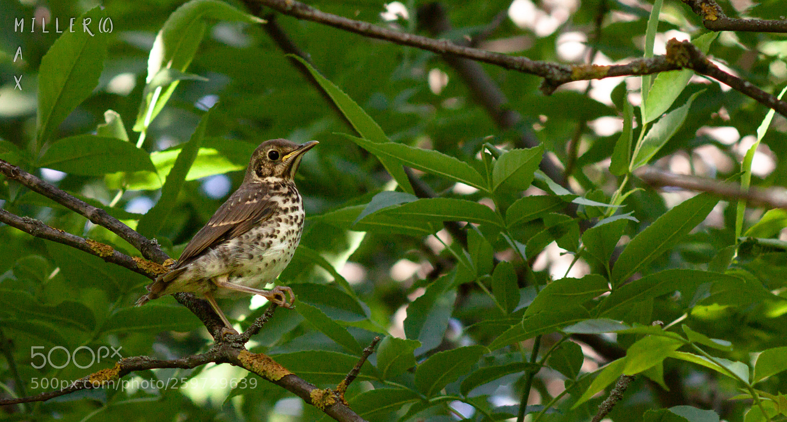 Canon EOS 500D (EOS Rebel T1i / EOS Kiss X3) sample photo. Thrush photography