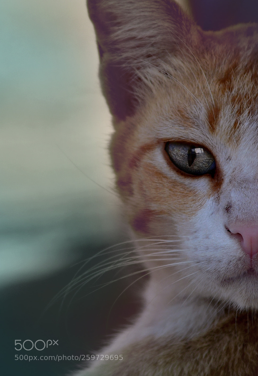 Nikon D850 sample photo. Untitled photography