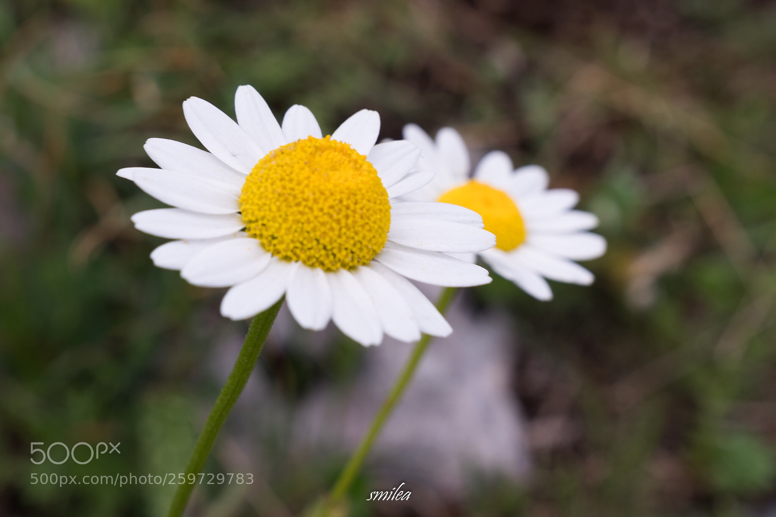 Sony a7R II sample photo. Daisy photography