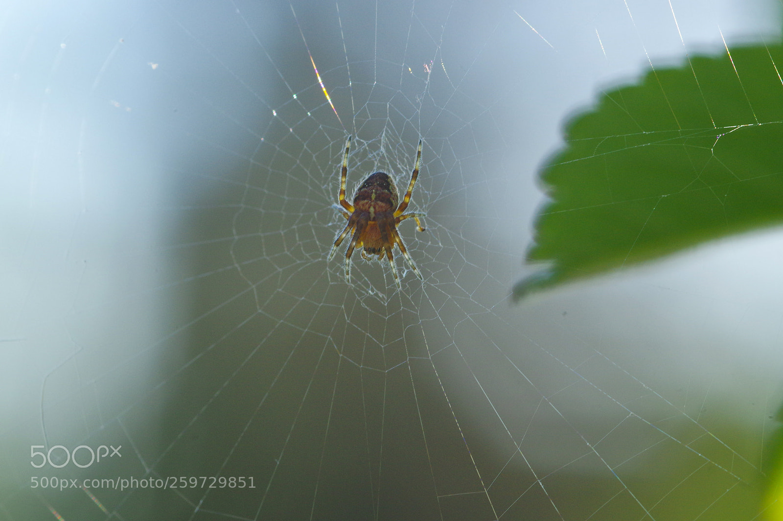 Pentax K-3 sample photo. Networking spider photography