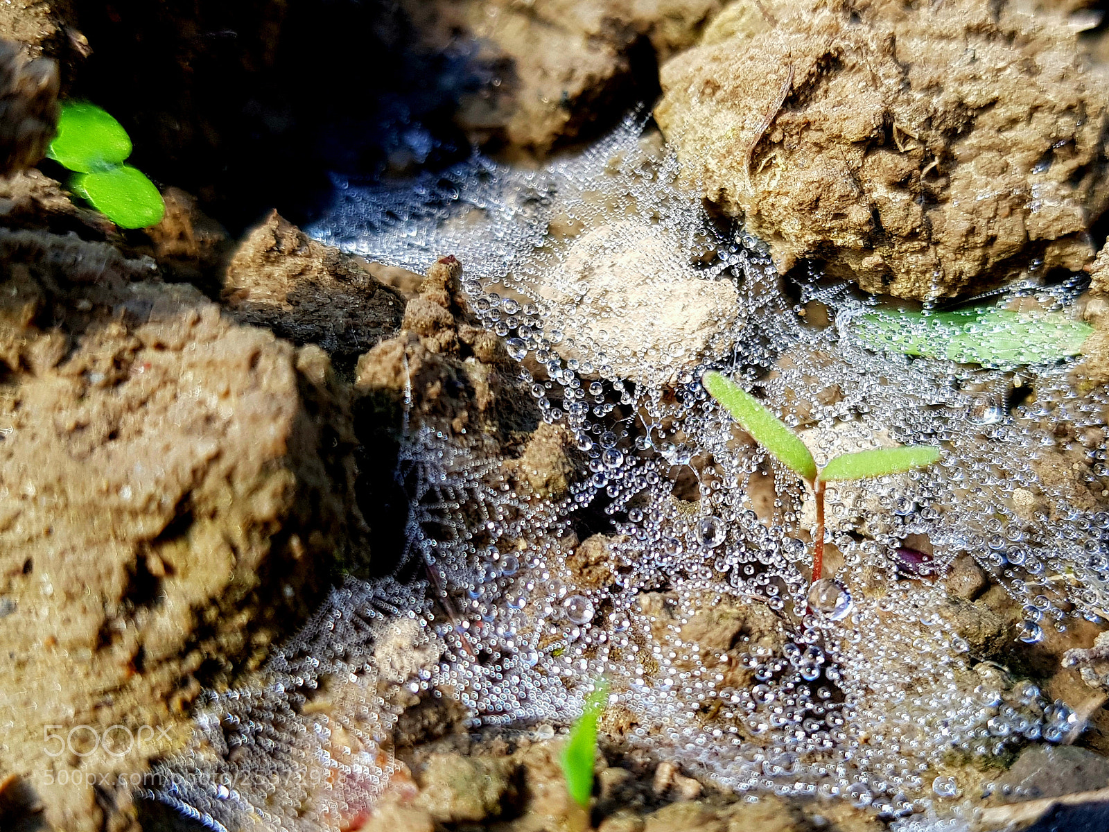 Samsung Galaxy S8 sample photo. Water bed photography