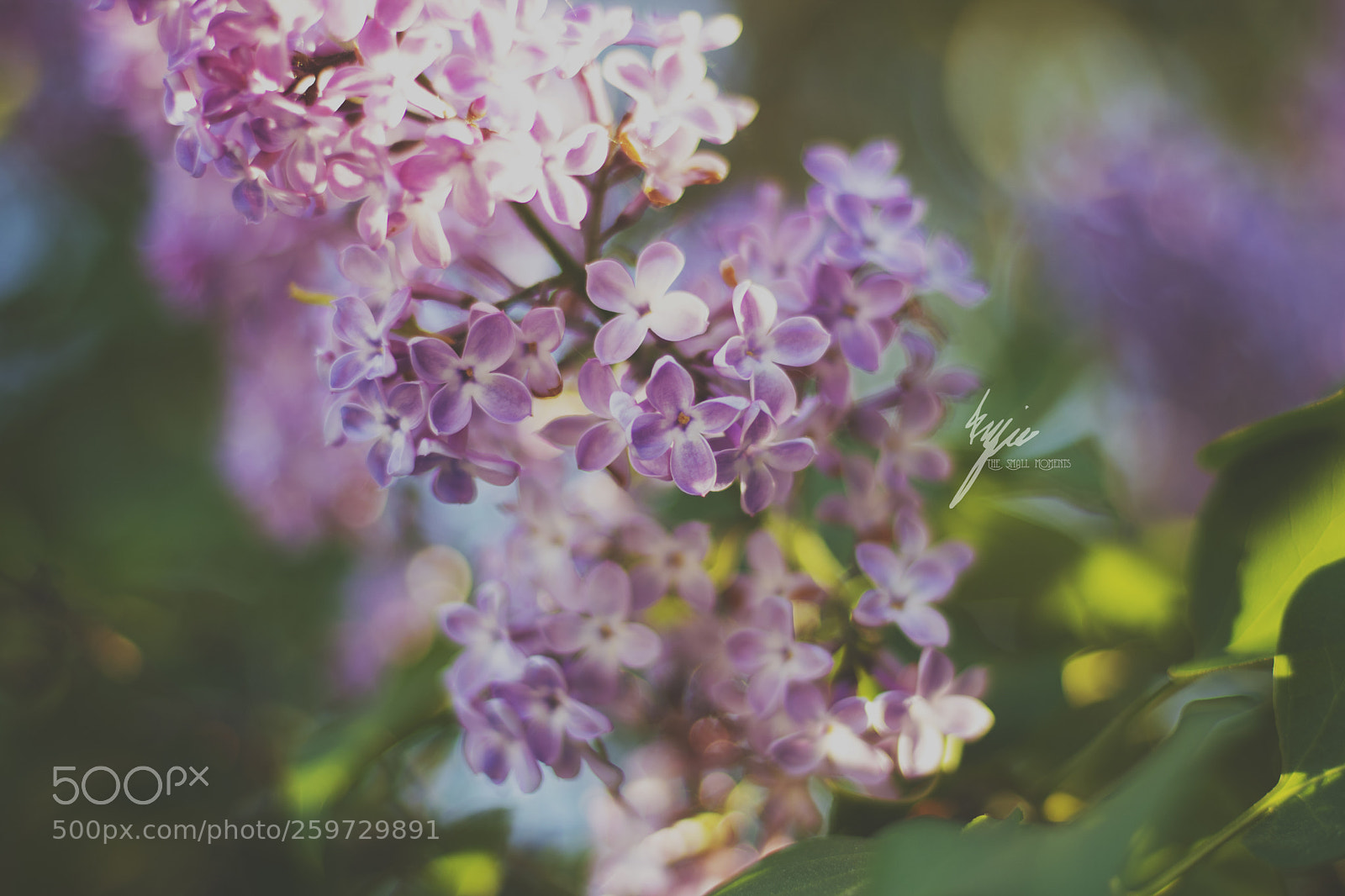 Canon EOS 750D (EOS Rebel T6i / EOS Kiss X8i) sample photo. Bloom my friend photography