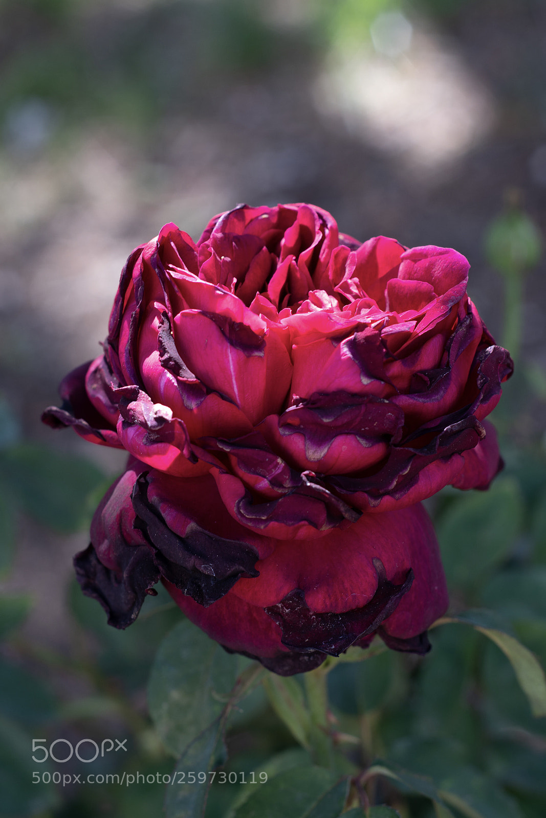 Nikon D500 sample photo. Day 10 photography