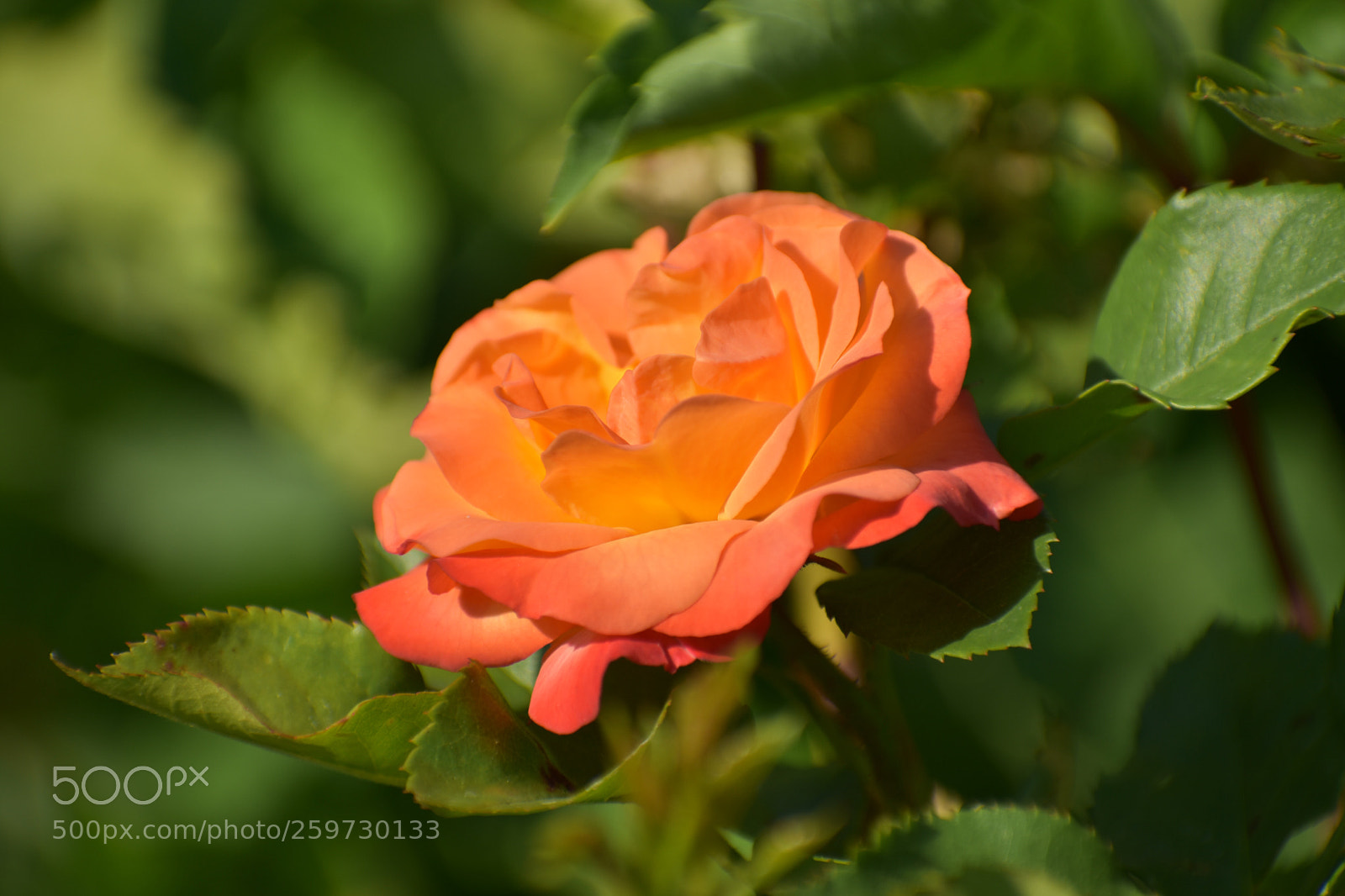 Nikon D3400 sample photo. Untitled photography