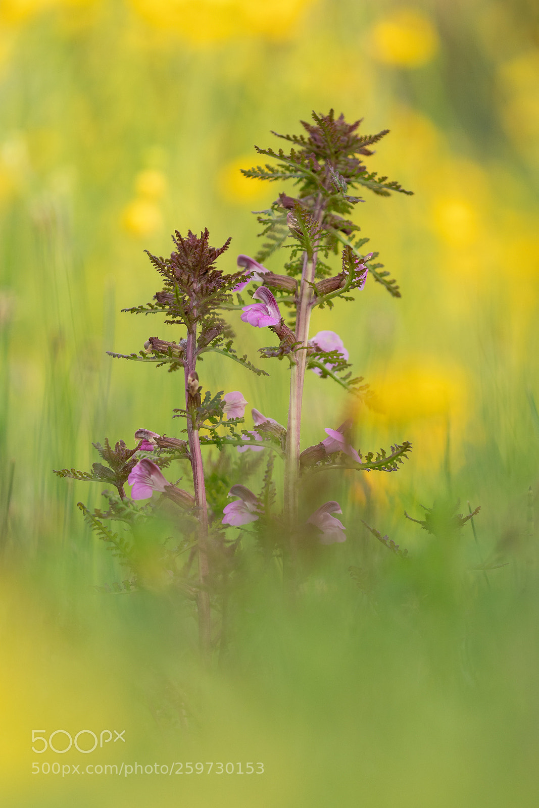 Nikon D500 sample photo. Pedicularis palustris photography