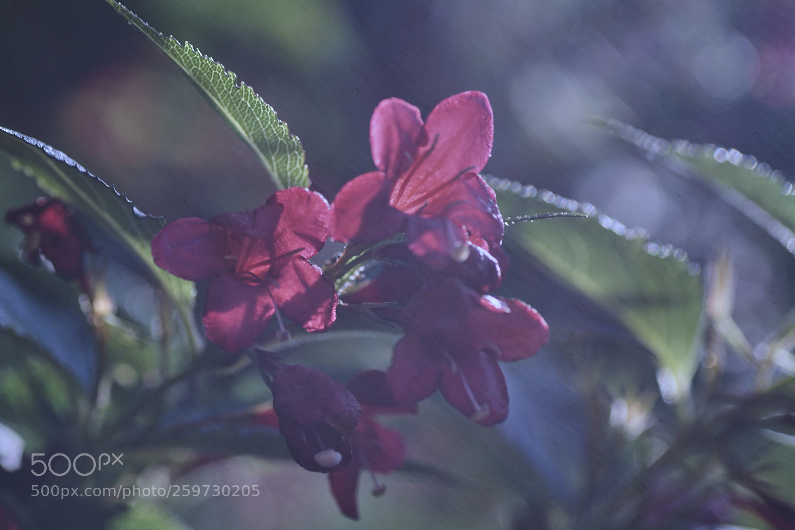 Sony ILCA-77M2 sample photo. The day is going photography
