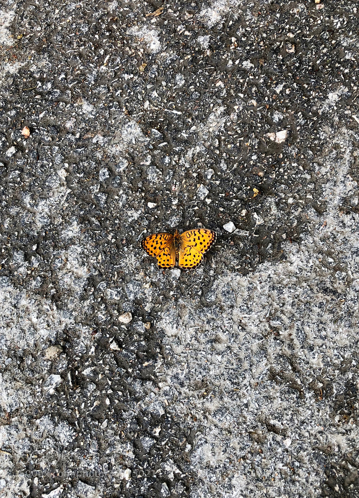 Apple iPhone 8 Plus sample photo. Orange butterfly photography