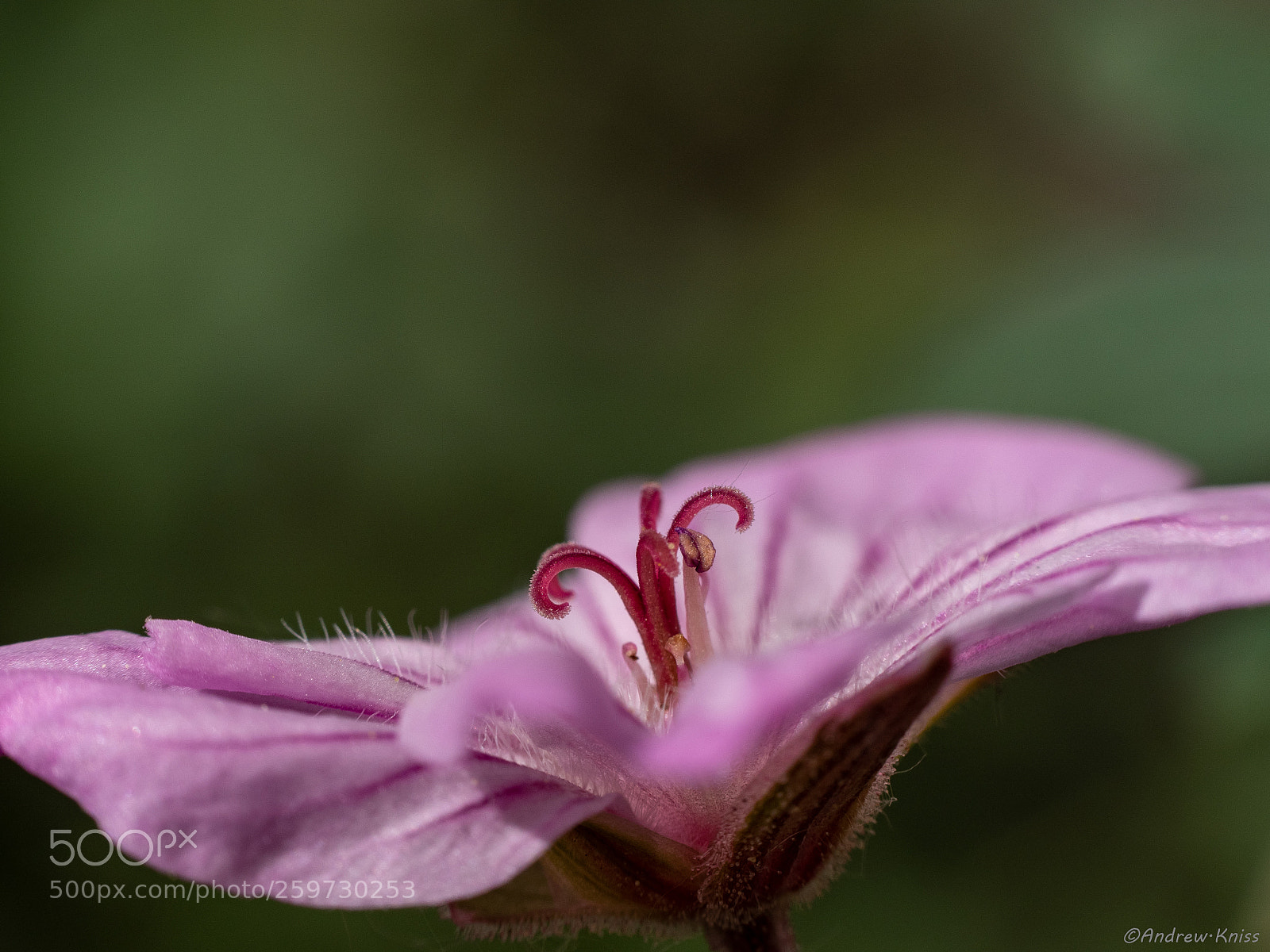 Olympus OM-D E-M5 II sample photo. In bloom photography