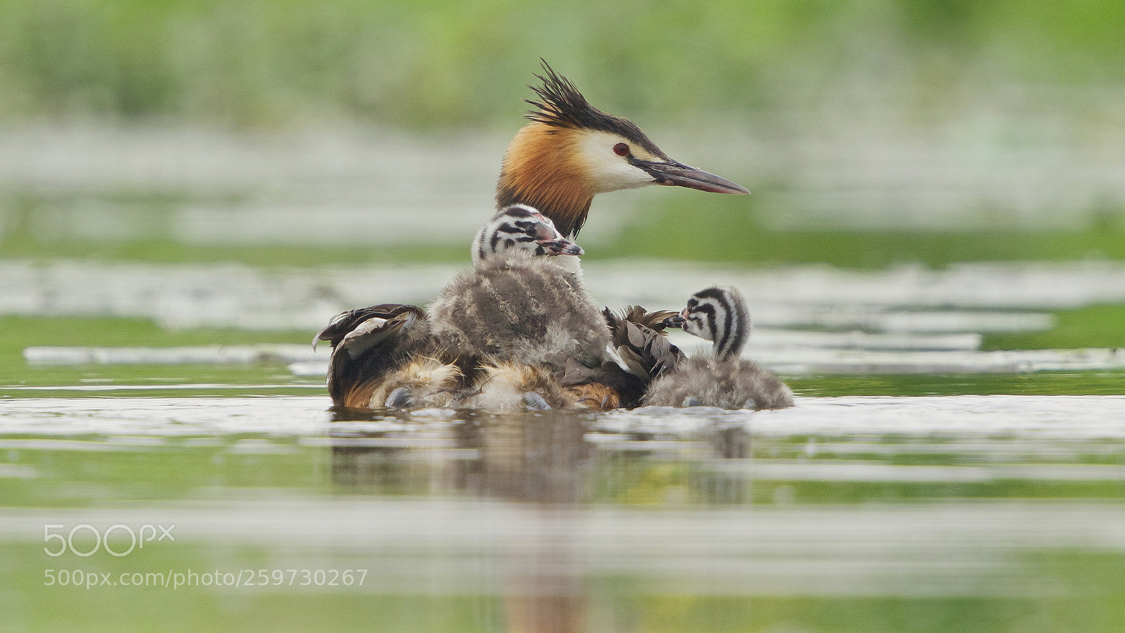 Canon EOS 7D Mark II sample photo. Grebe with chicks photography