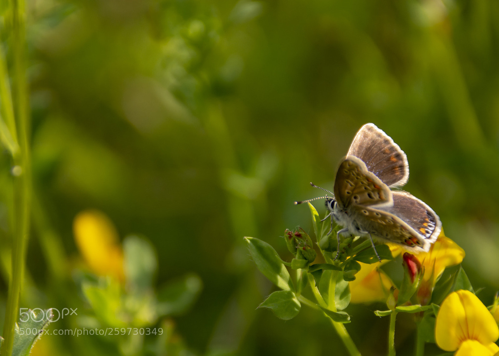 Nikon D7100 sample photo. Female common blue photography