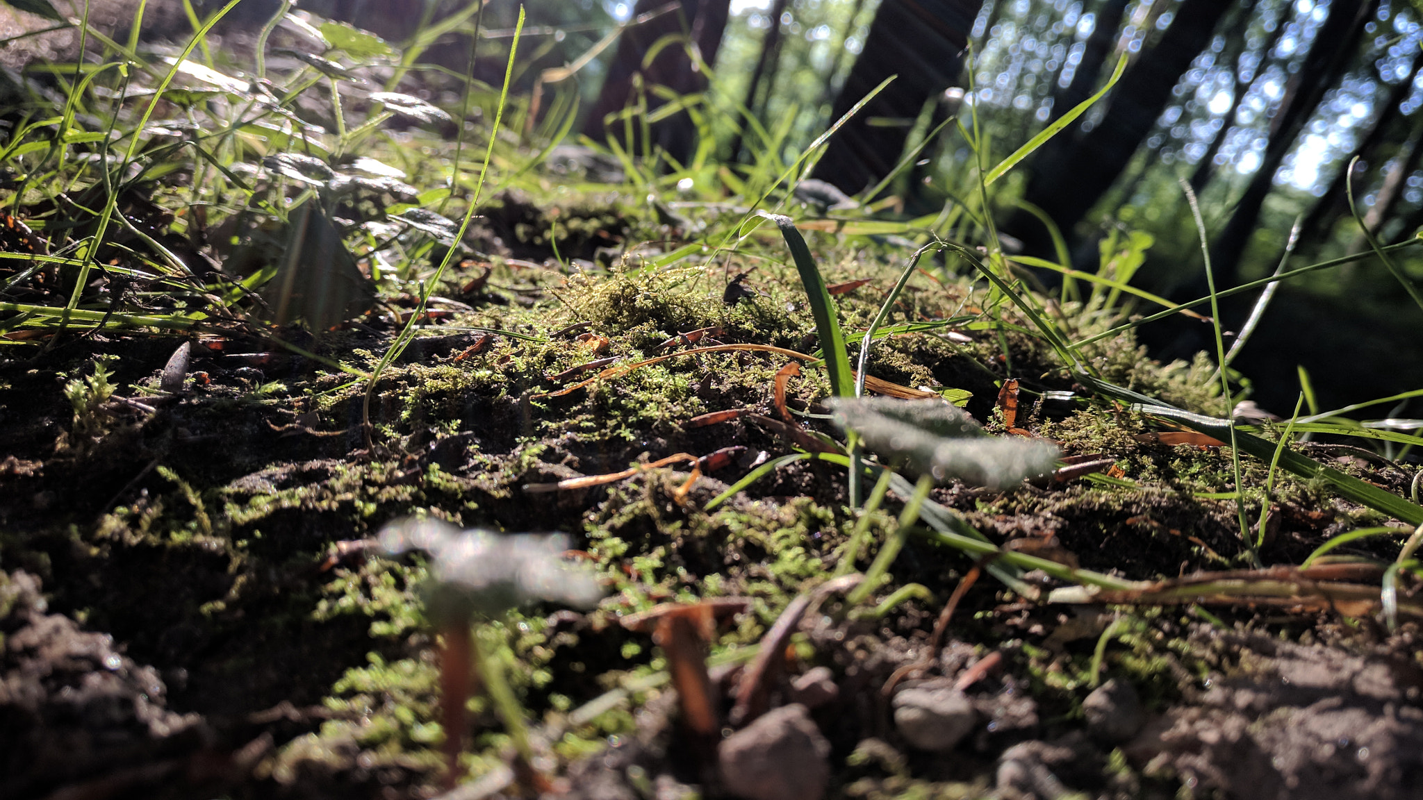 OnePlus A3010 sample photo. Forest on the  ground photography