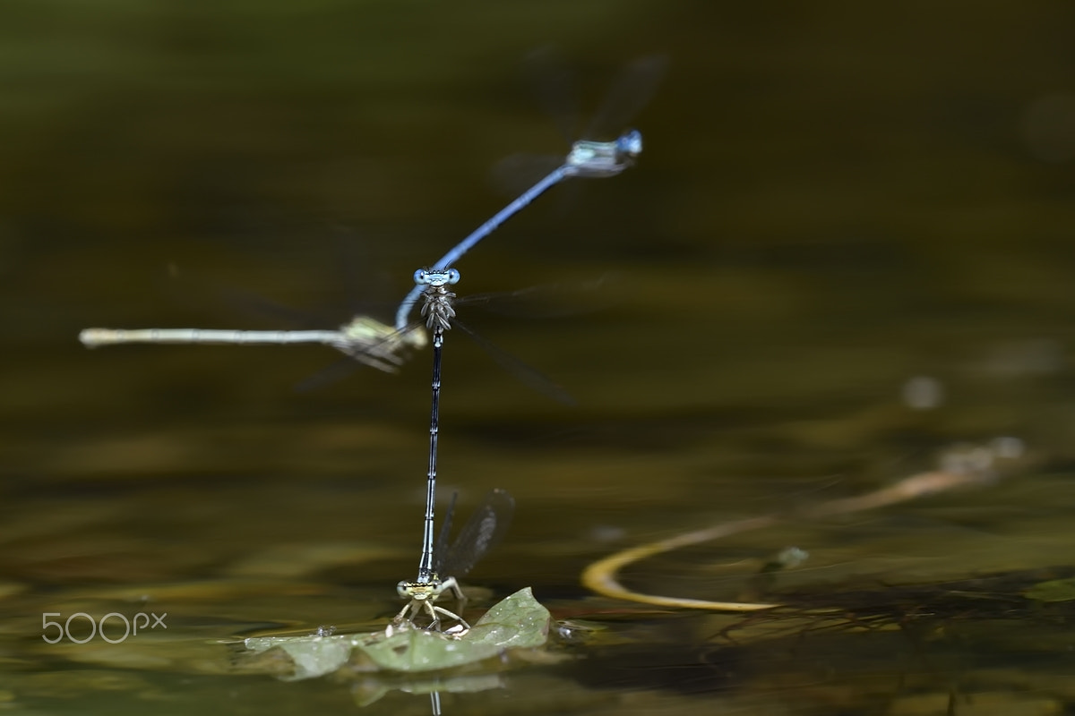 Nikon AF-S Nikkor 200-500mm F5.6E ED VR sample photo. Azure damselfly photography
