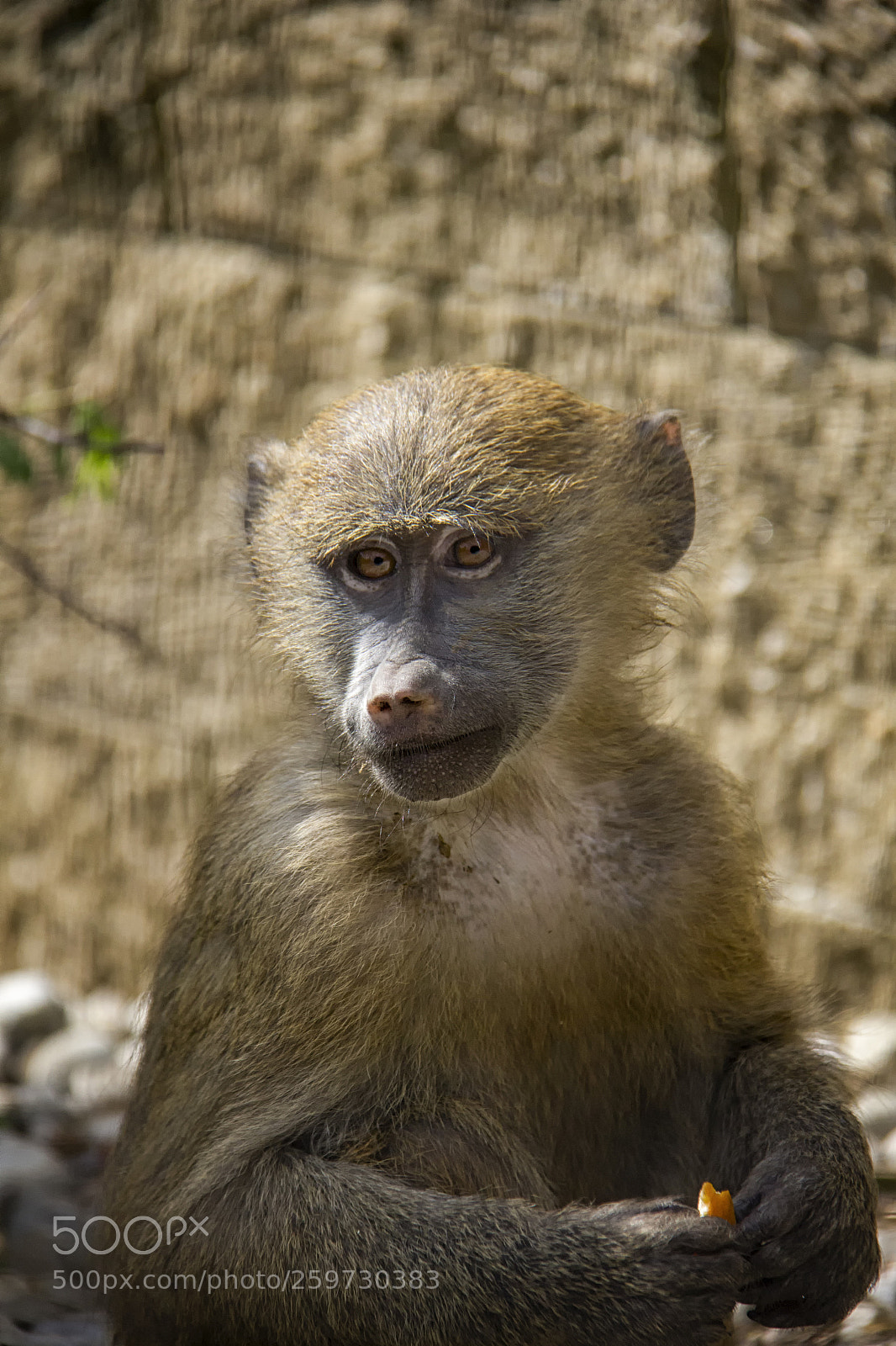 Canon EOS 550D (EOS Rebel T2i / EOS Kiss X4) sample photo. Yellow baboon baby... photography