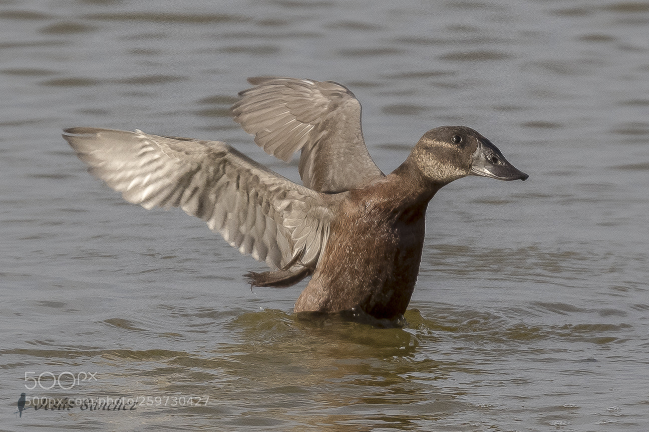 Canon EOS 7D Mark II sample photo. Malvas a cabeciblanca oxyura photography
