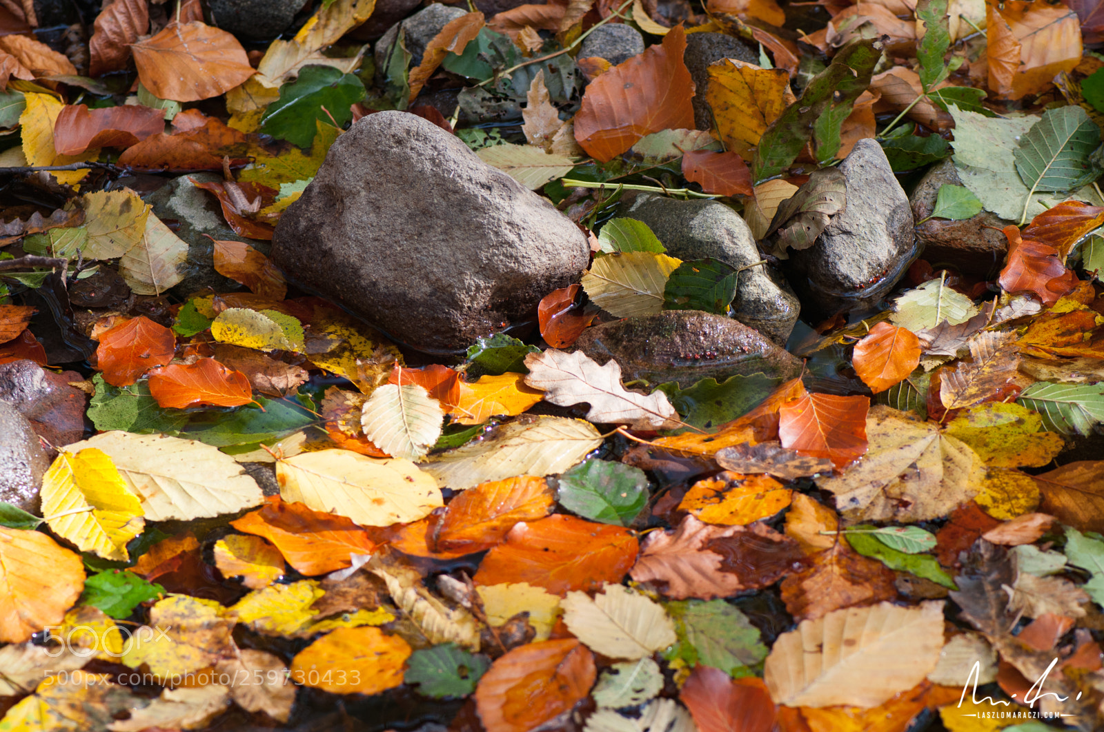 Nikon D300 sample photo. Leaves on water photography