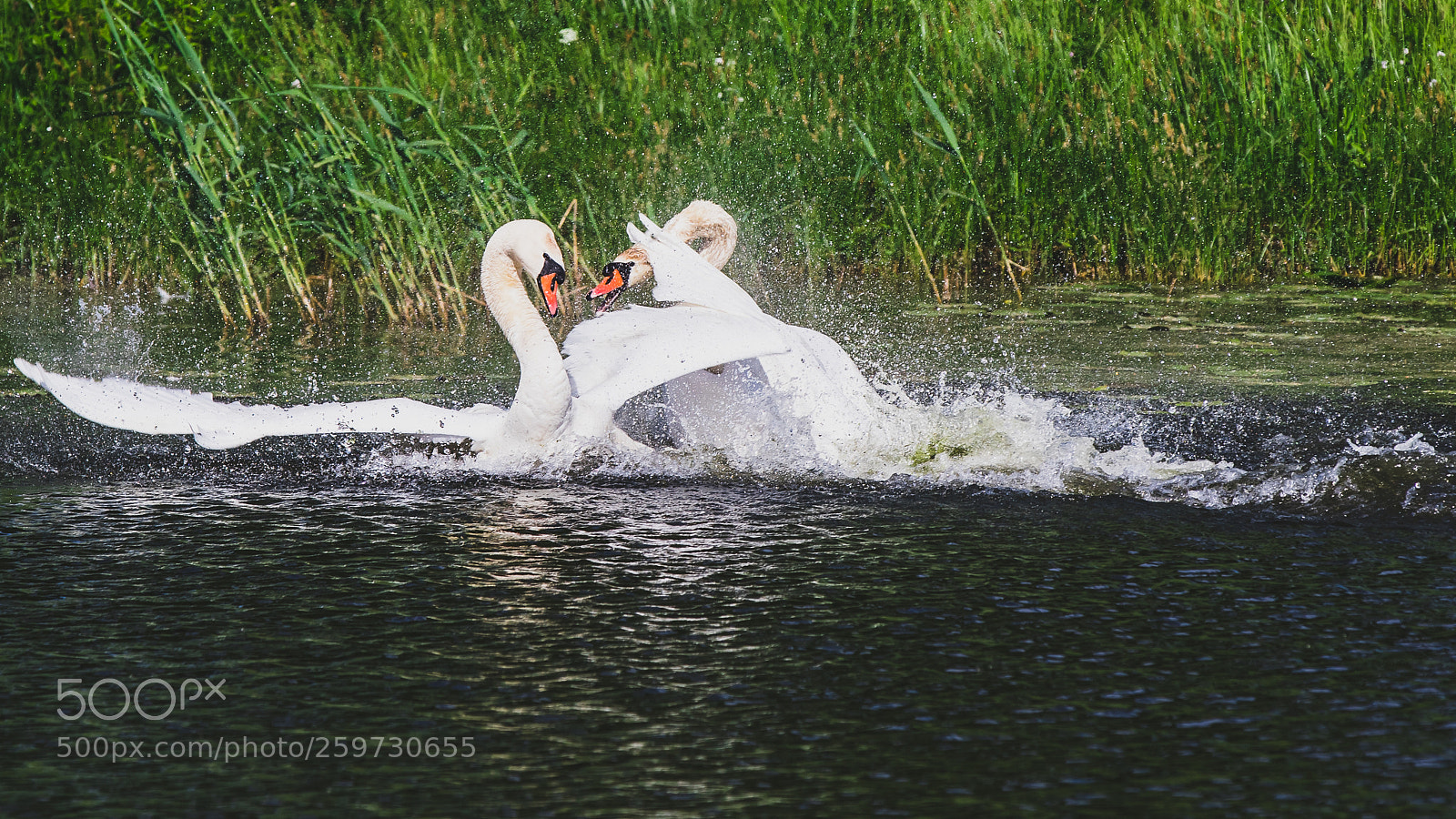 Canon EOS 5D Mark IV sample photo. Swanlake photography