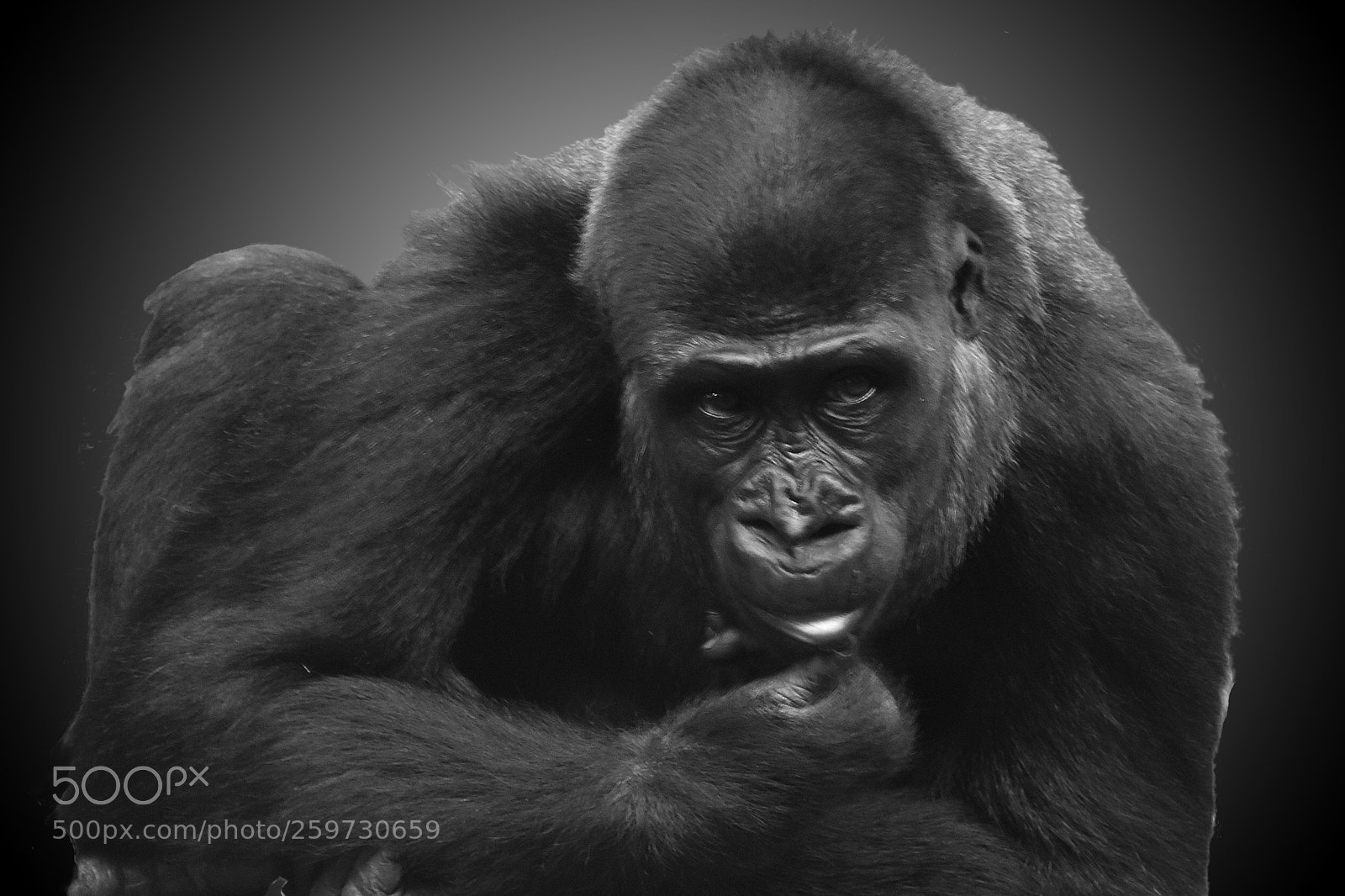 Nikon D7200 sample photo. Thoughtful gorilla at cabarceno photography