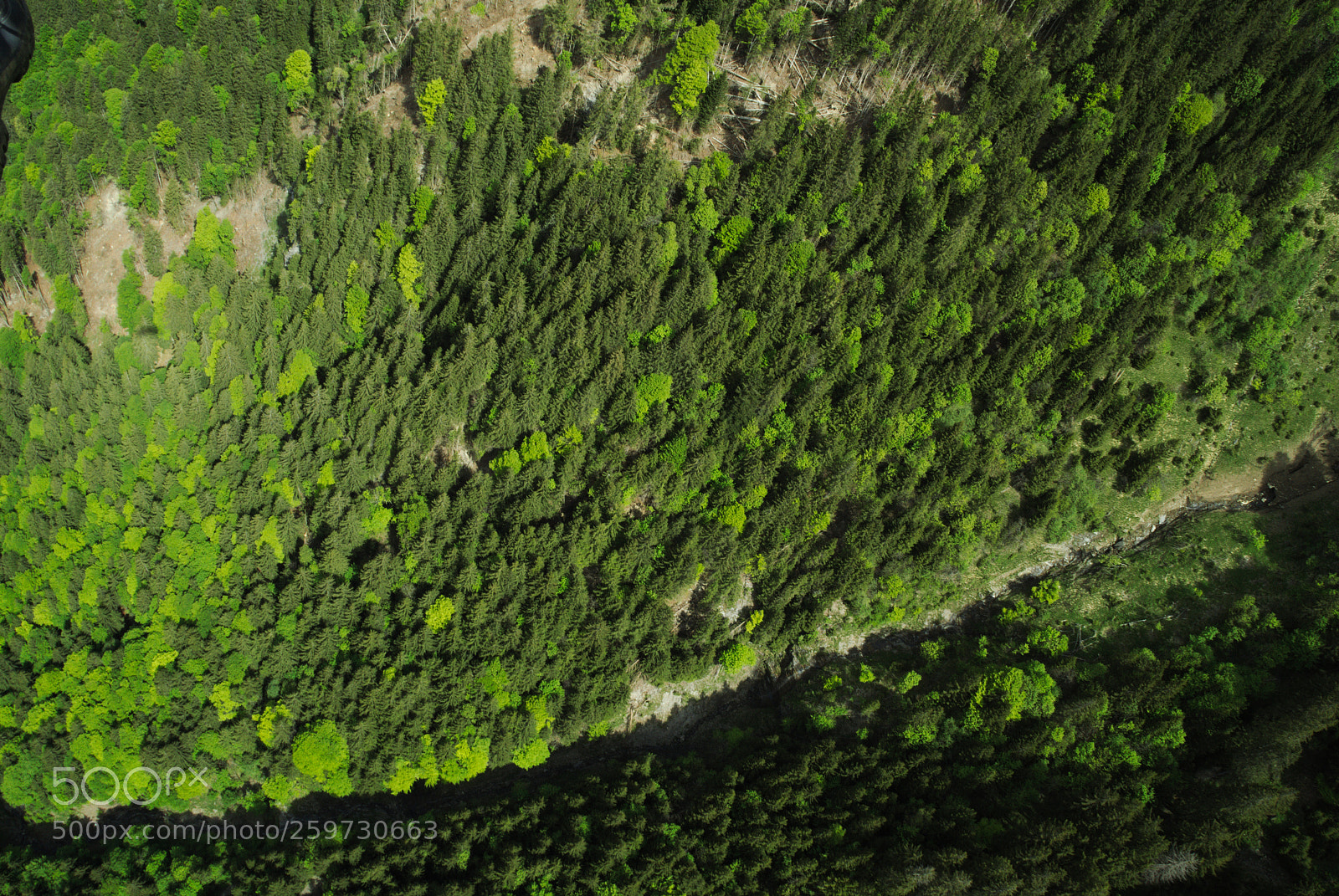 Sony SLT-A68 sample photo. Forrest in bird view photography