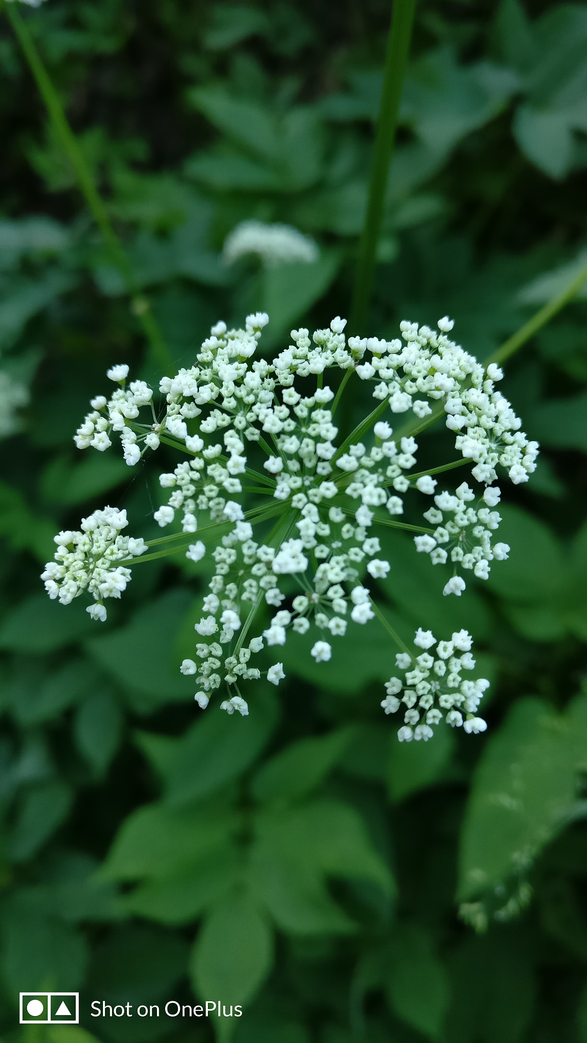 OnePlus A3010 sample photo. White flower photography